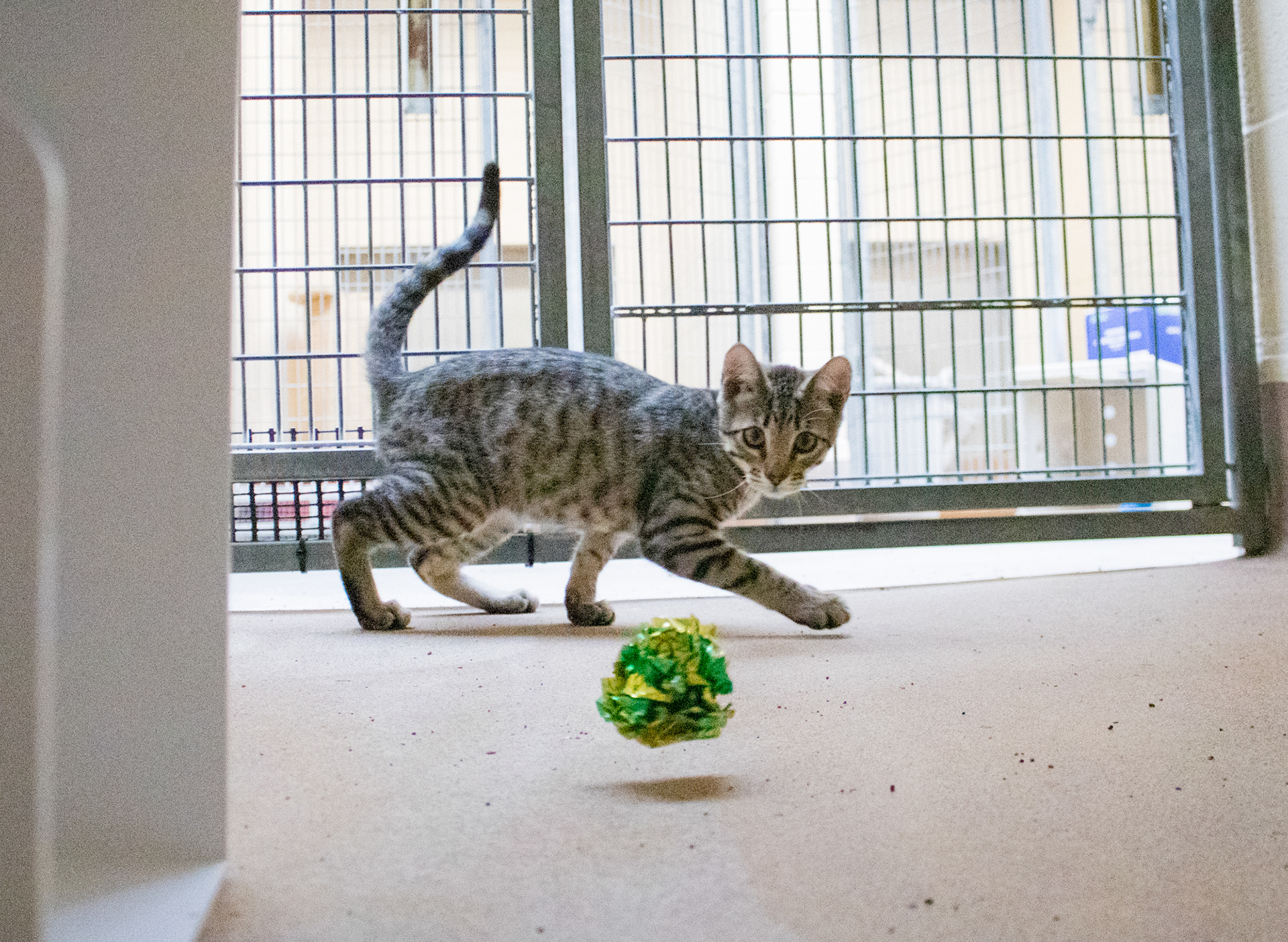 Stray Cat Alliance- Los Angeles
