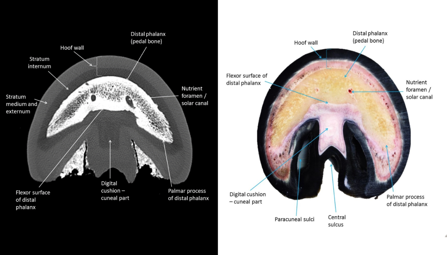 Medical and Veterinary Illustration by Diogo Guerra - Resources