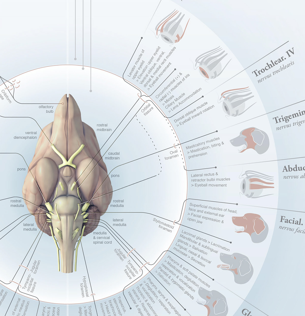Medical and Veterinary Illustration by Diogo Guerra CRANIAL NERVES OF