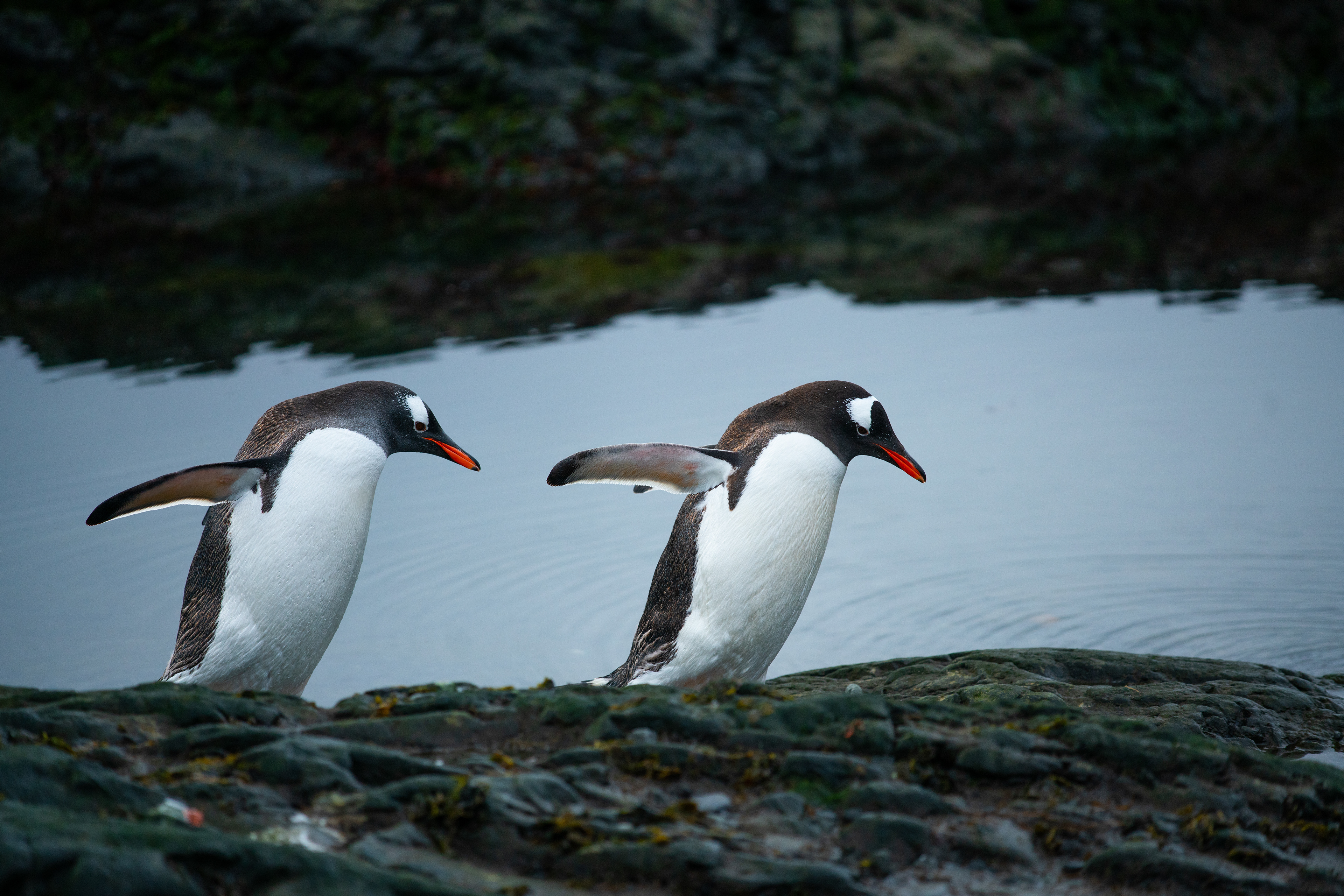 Gentoo Penguins