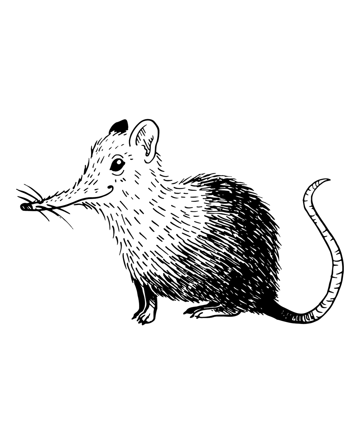 Prompt: Shrew