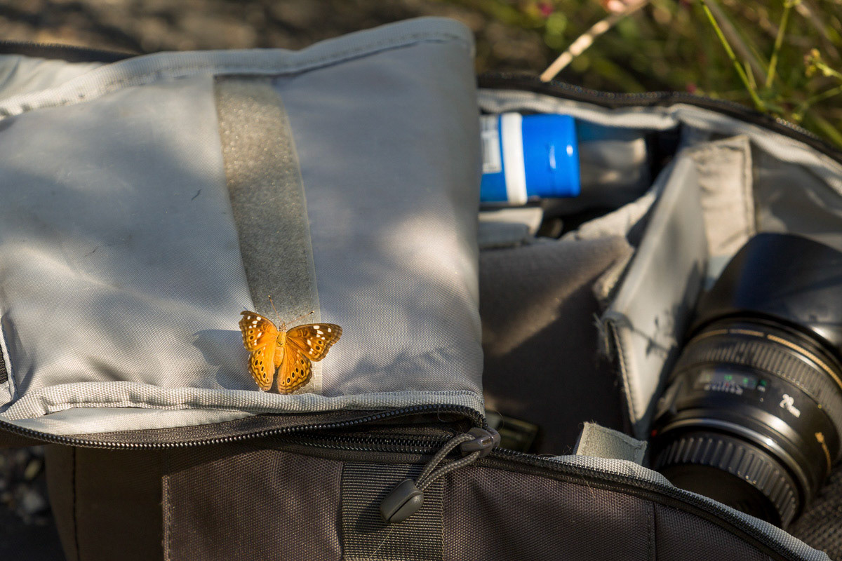 Butterflies were everywhere including my Camerea B