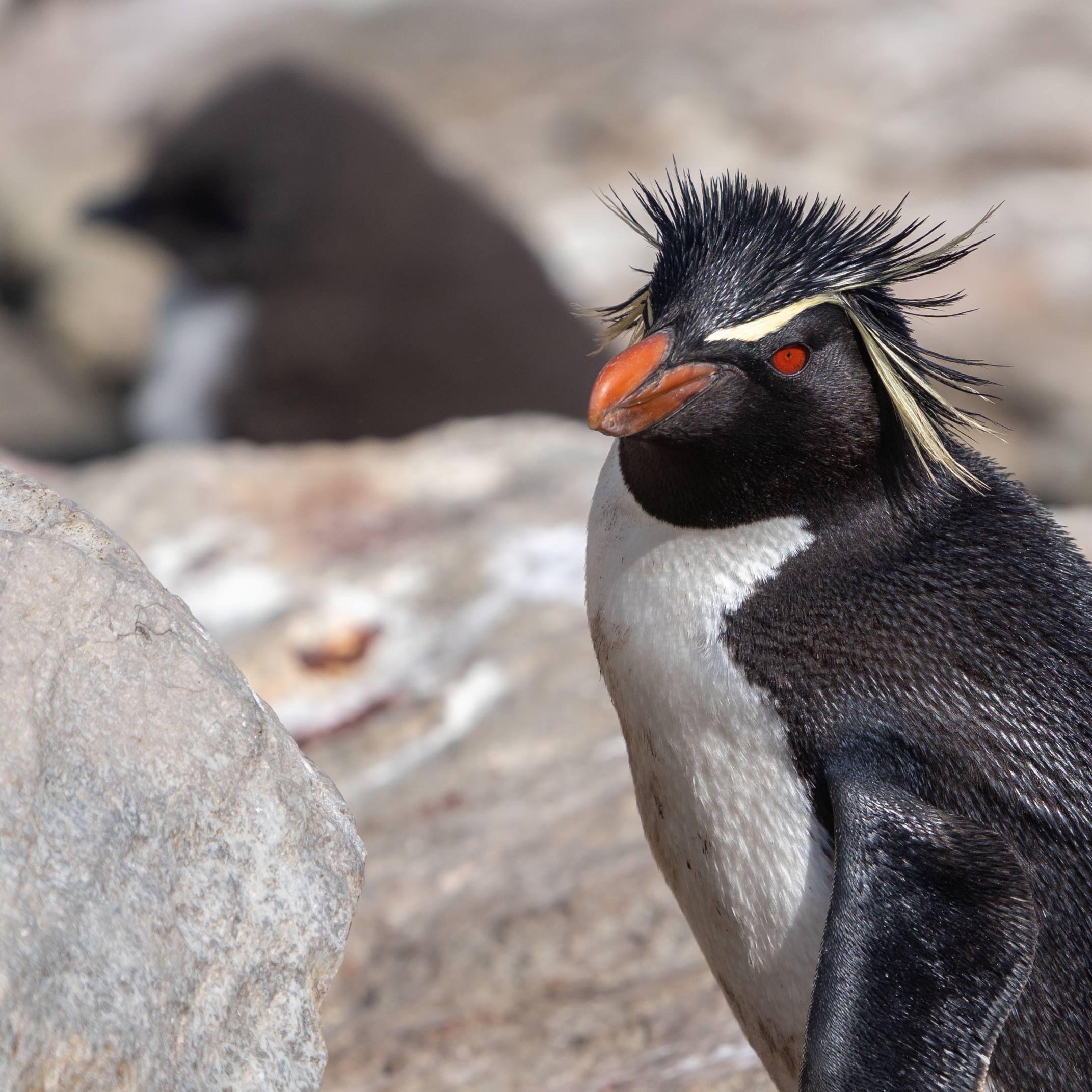 Pixuberant - Rockhopper