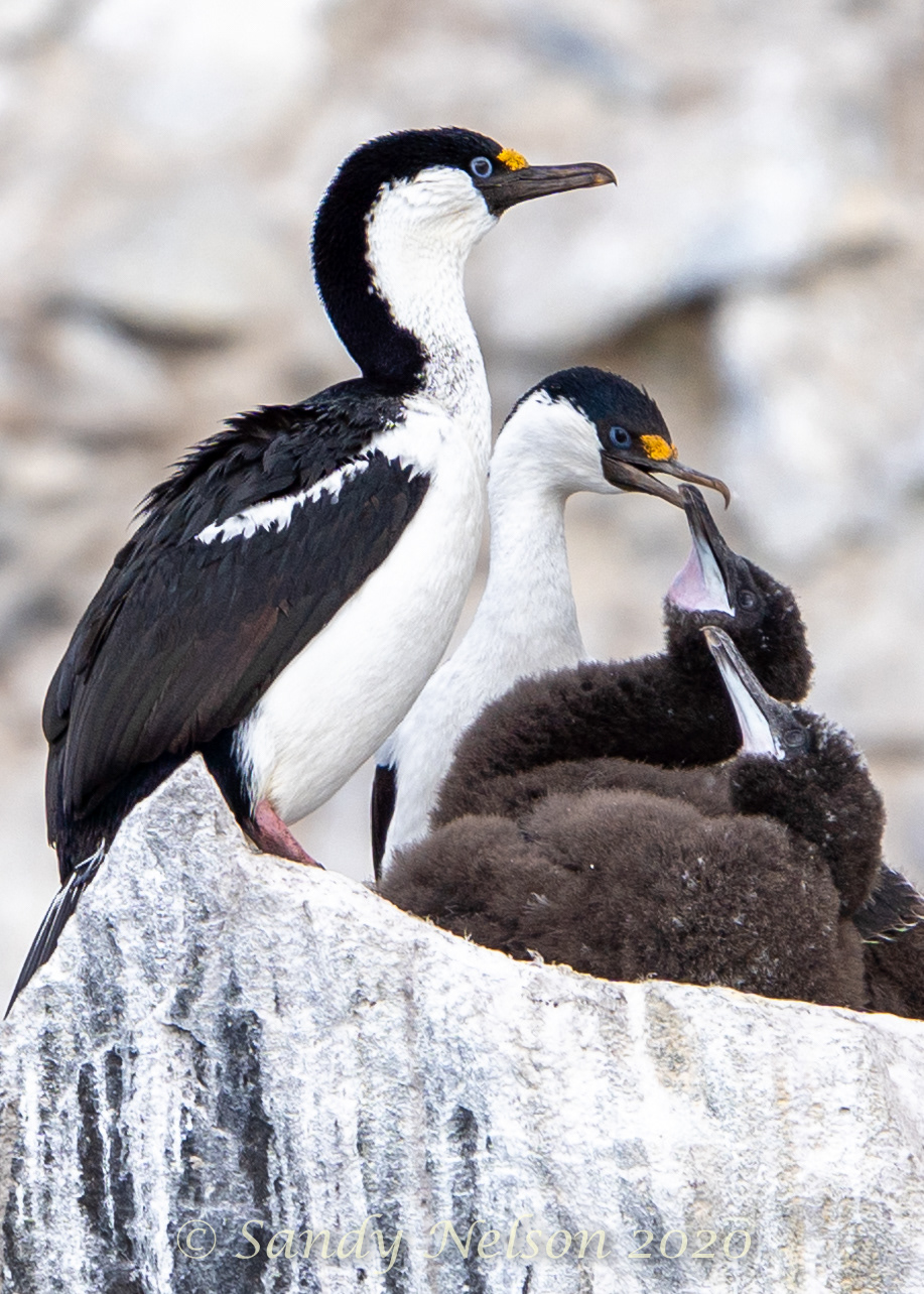 Pixuberant - Blue-eyed Shag (cormorant)