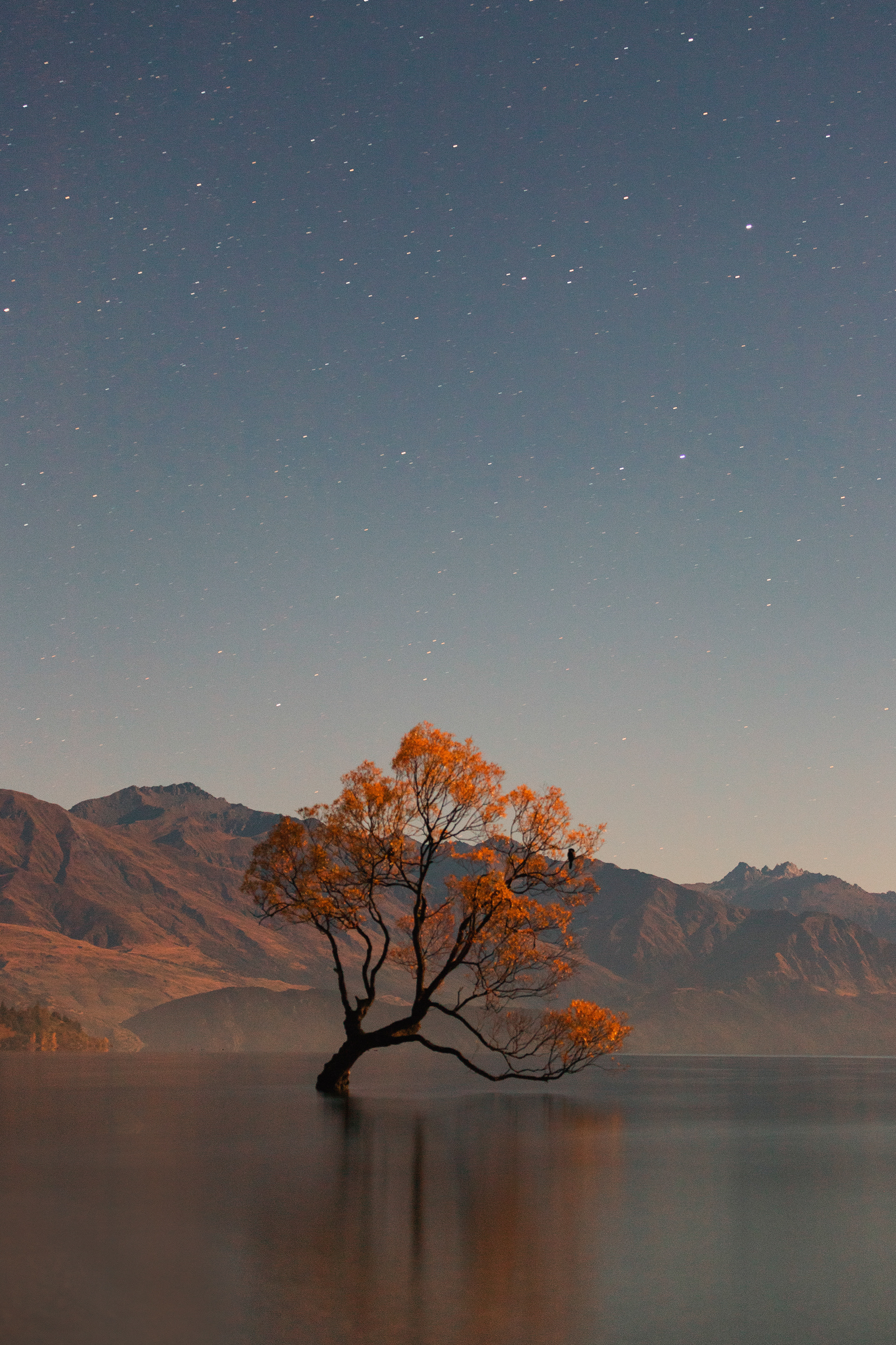 That Wanaka tree, 2019
