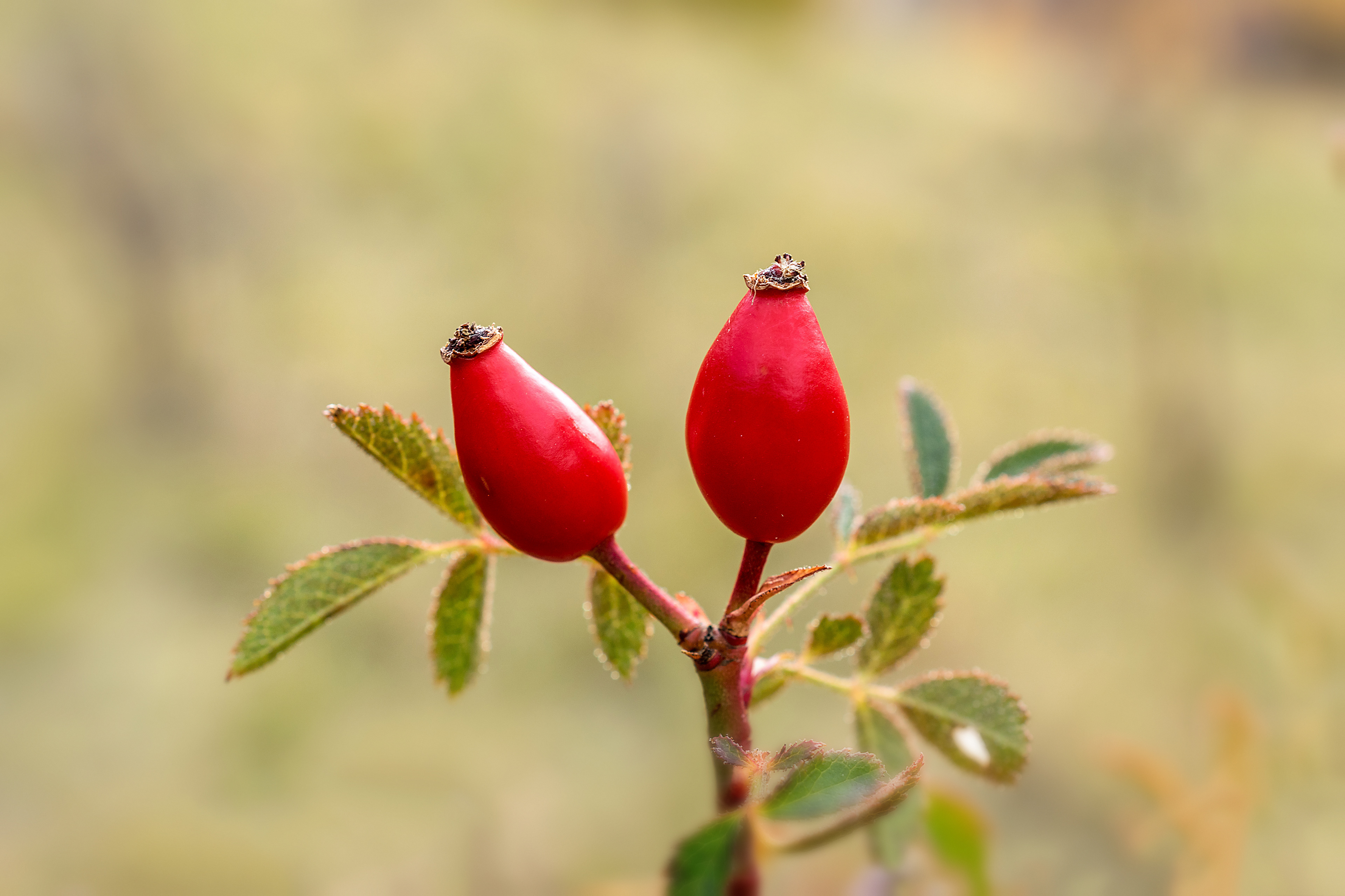 Rosa canina