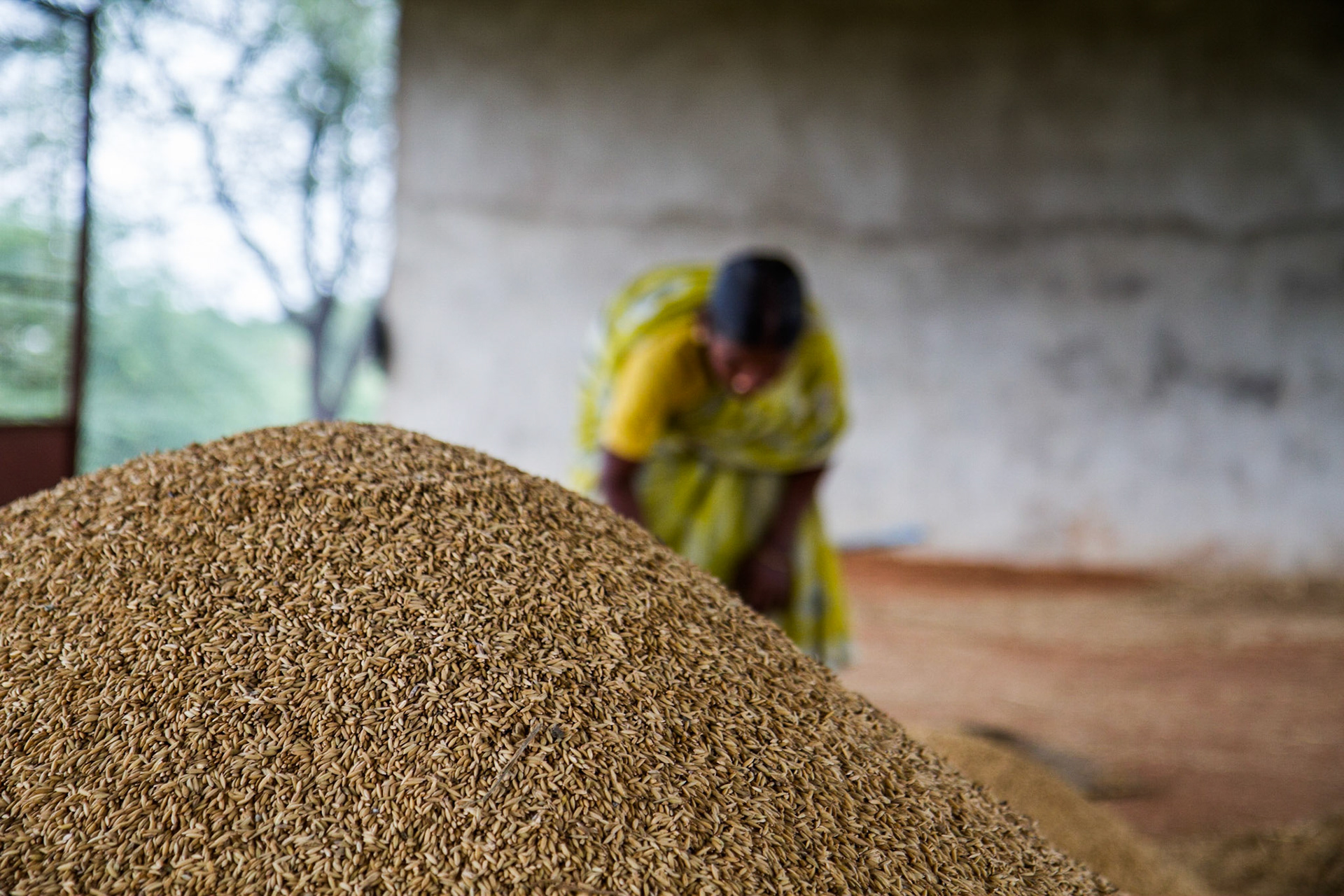 Andhra Pradesh, India. A woman process a recent harvest of rice in the rainfed village of Gorita. Taken September 5, 2012.