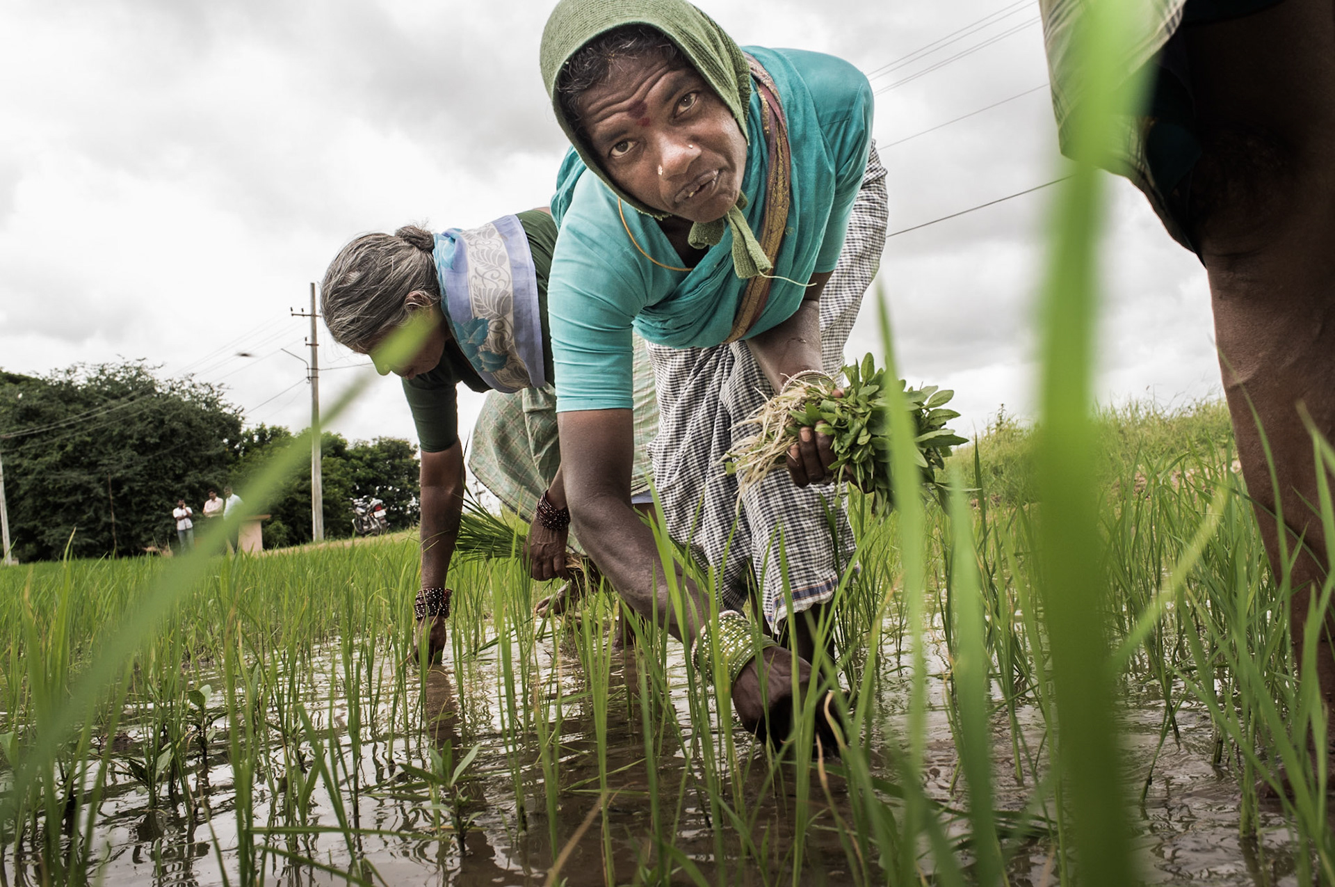 Hyderabad, India. Workers at Andhra Pradesh's agriculture university weed a rice paddy. Taken September 4, 2012.