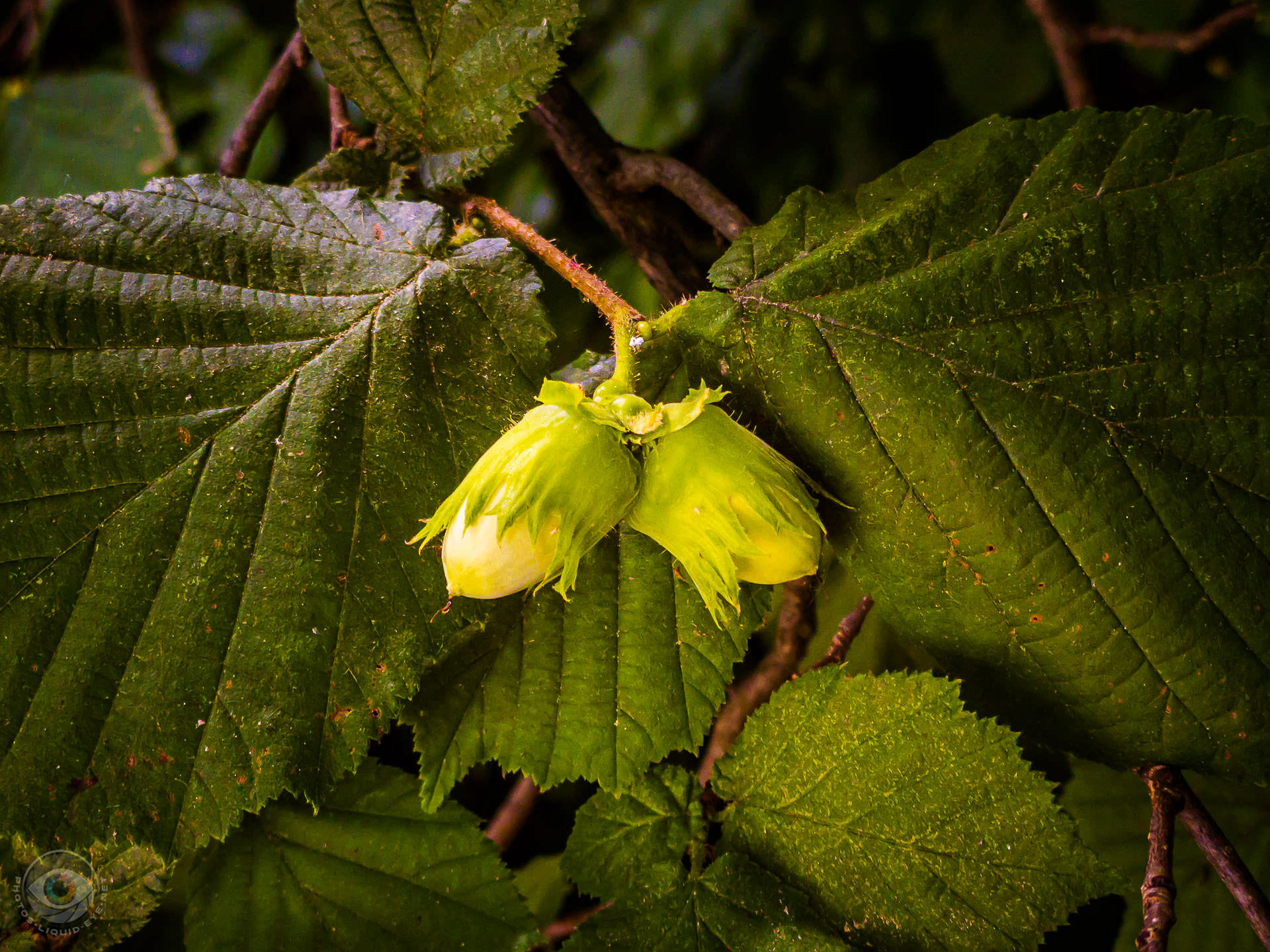 Wild Hazelnuts