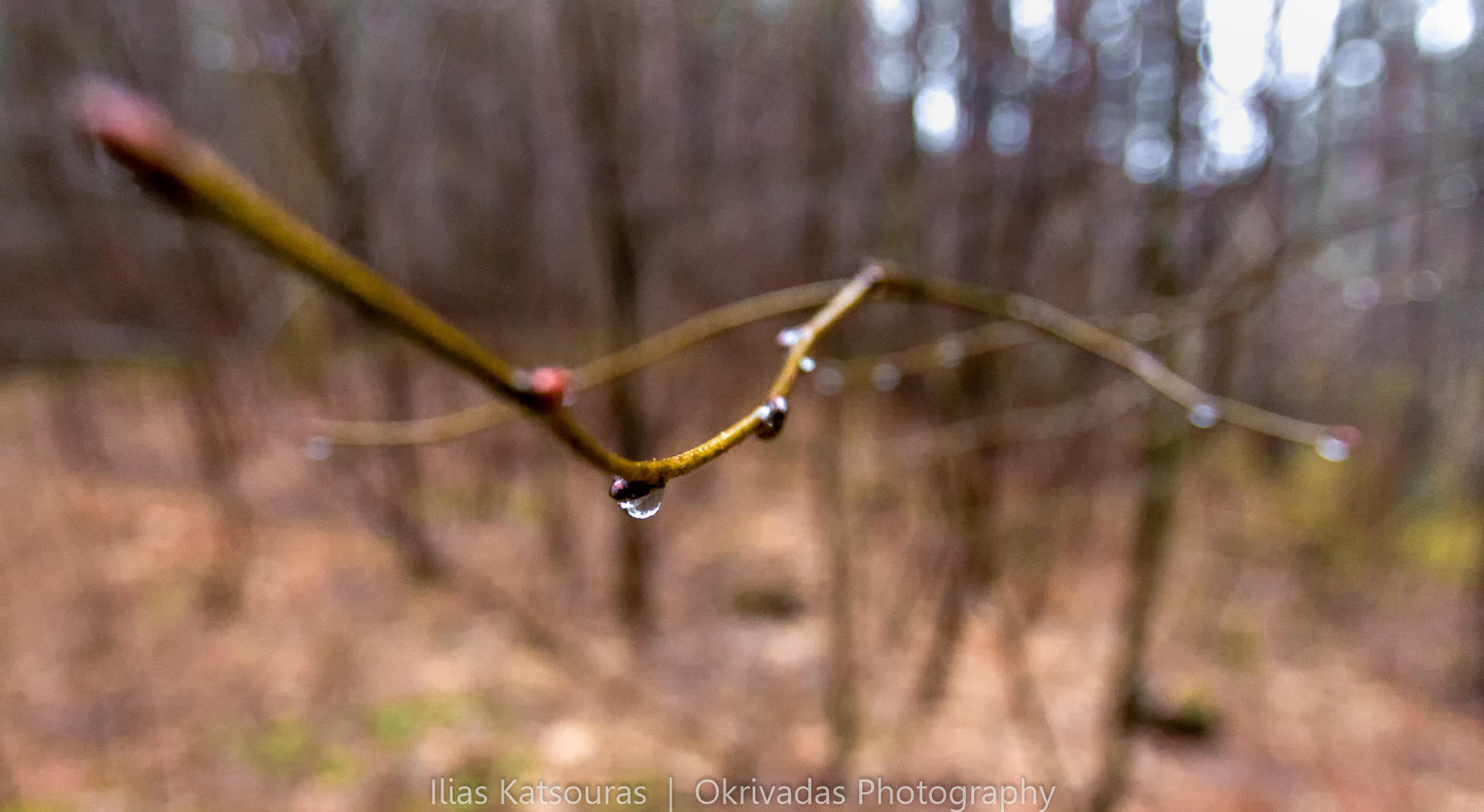 branch lithuania lietuva forest nature κλαδί λιθουανία δάσος φύση