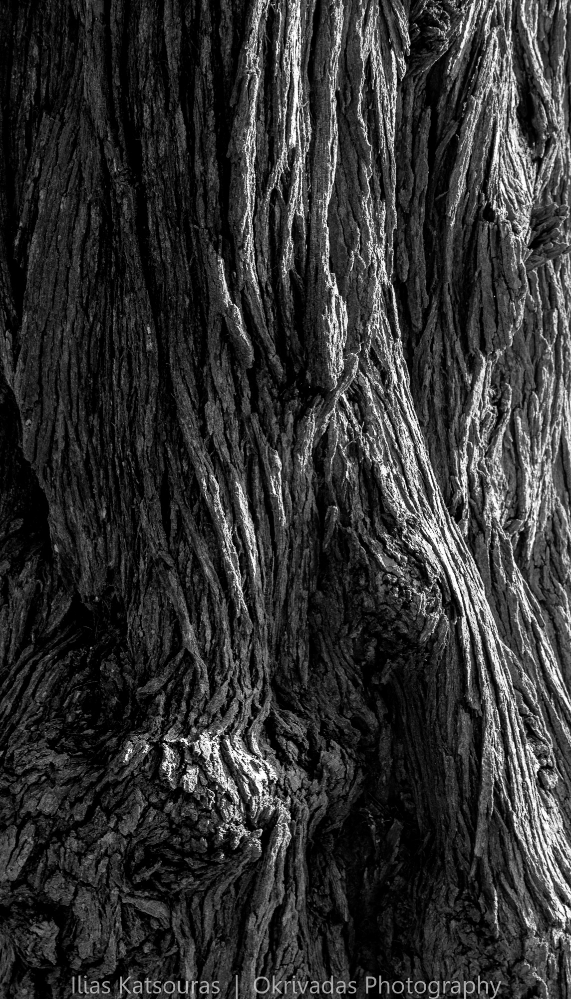 tree,texture,trunk,δέντρο,κορμός