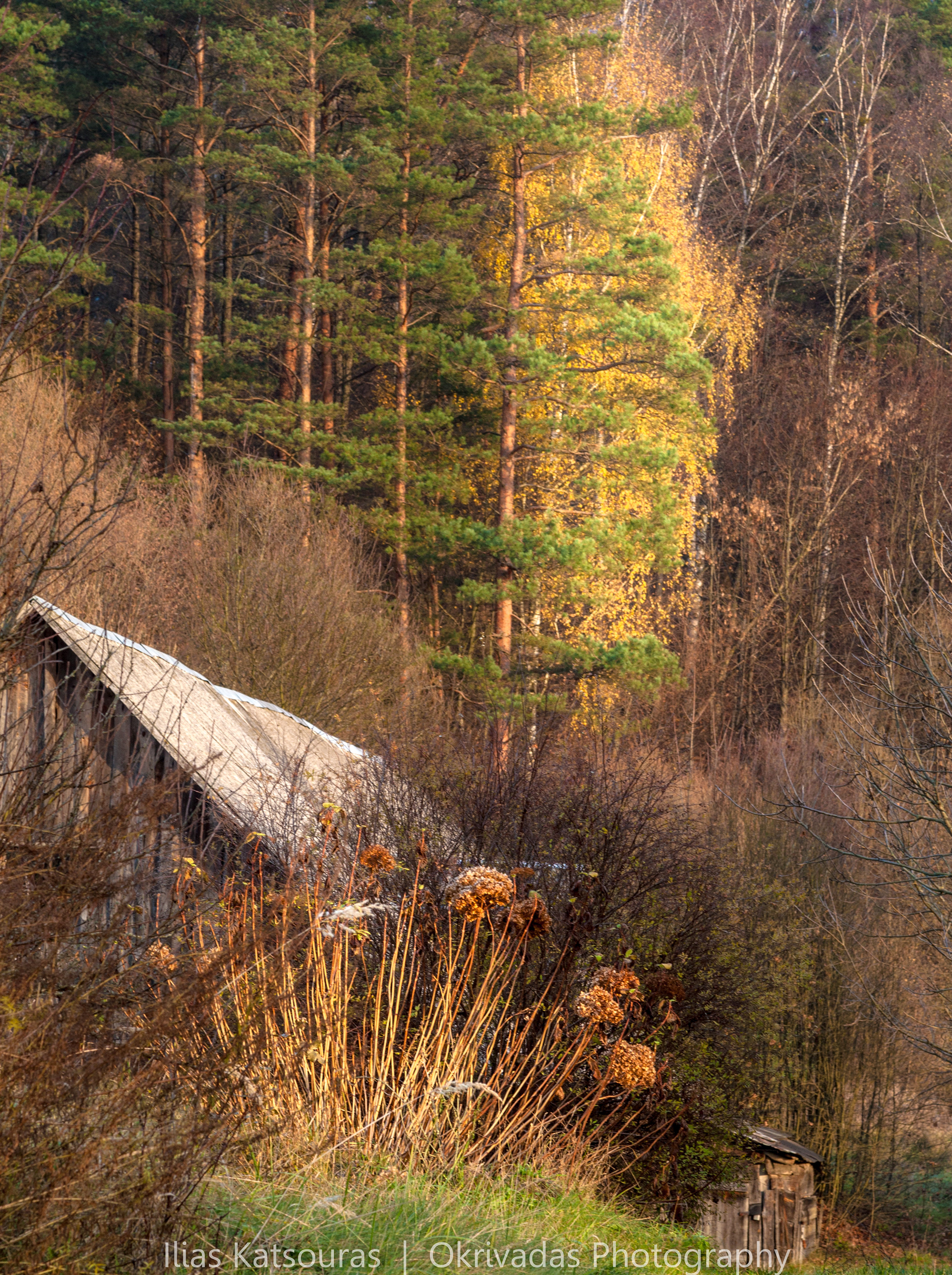 gold green lithuanian forest χρυσό πράσινο δάσος λιθουανία