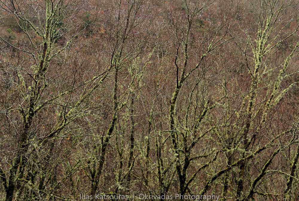 naked,trees,winter,vikos,epirus,greece,γυμνά,δέντρα,χειμώνας,βίκος,ήπειρος,ελλάδα