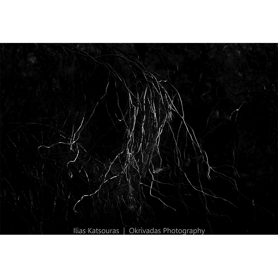 black and white tree branches ασπρόμαυρα κλαδιά