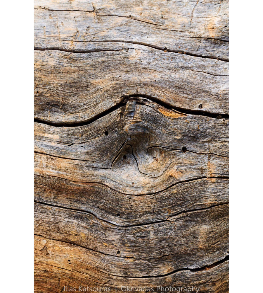 tree trunk detail colours δέντρο κορμός λεπτομέρεια χρώμα