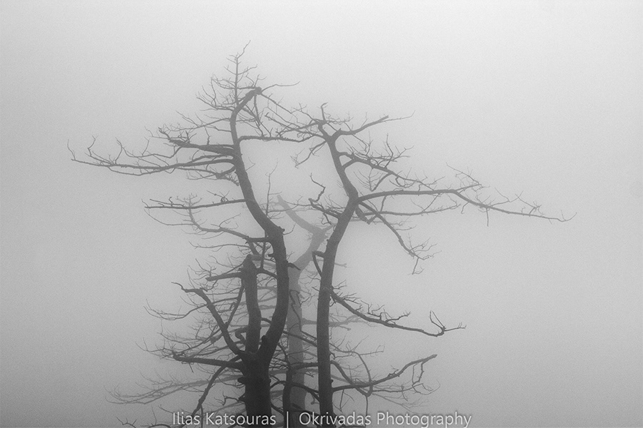 Tree silhouette fog parnitha athens greece σιλουέτα δέντρο ομίχλη πάρνηθα αθήνα