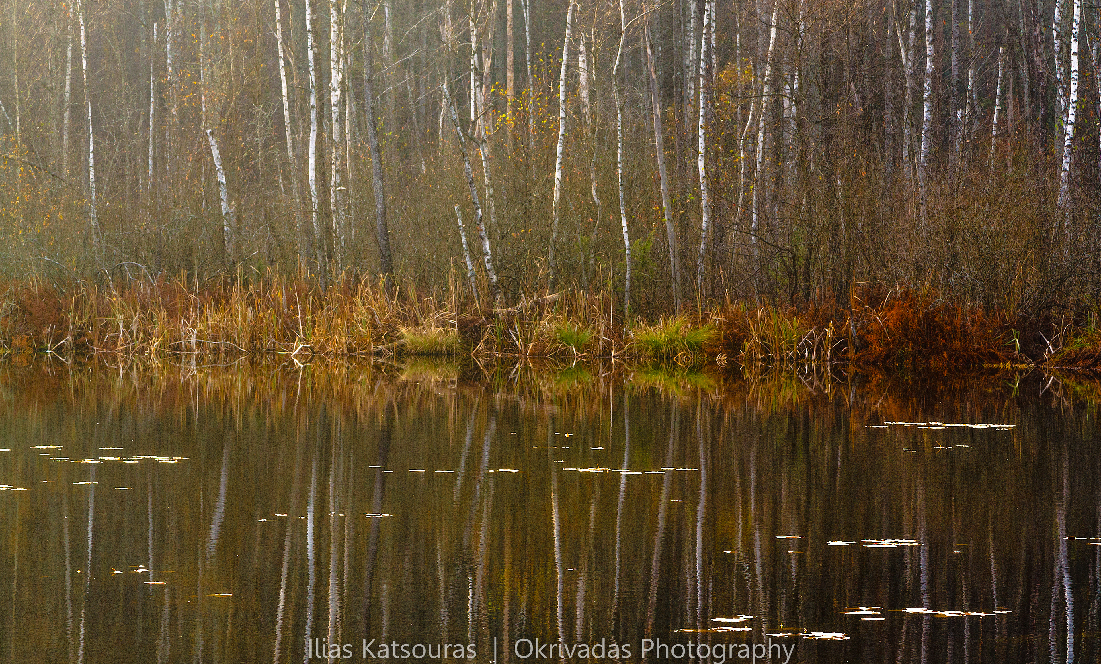 birch trees lithuania lake λεύκες λιθουανία λίμνη