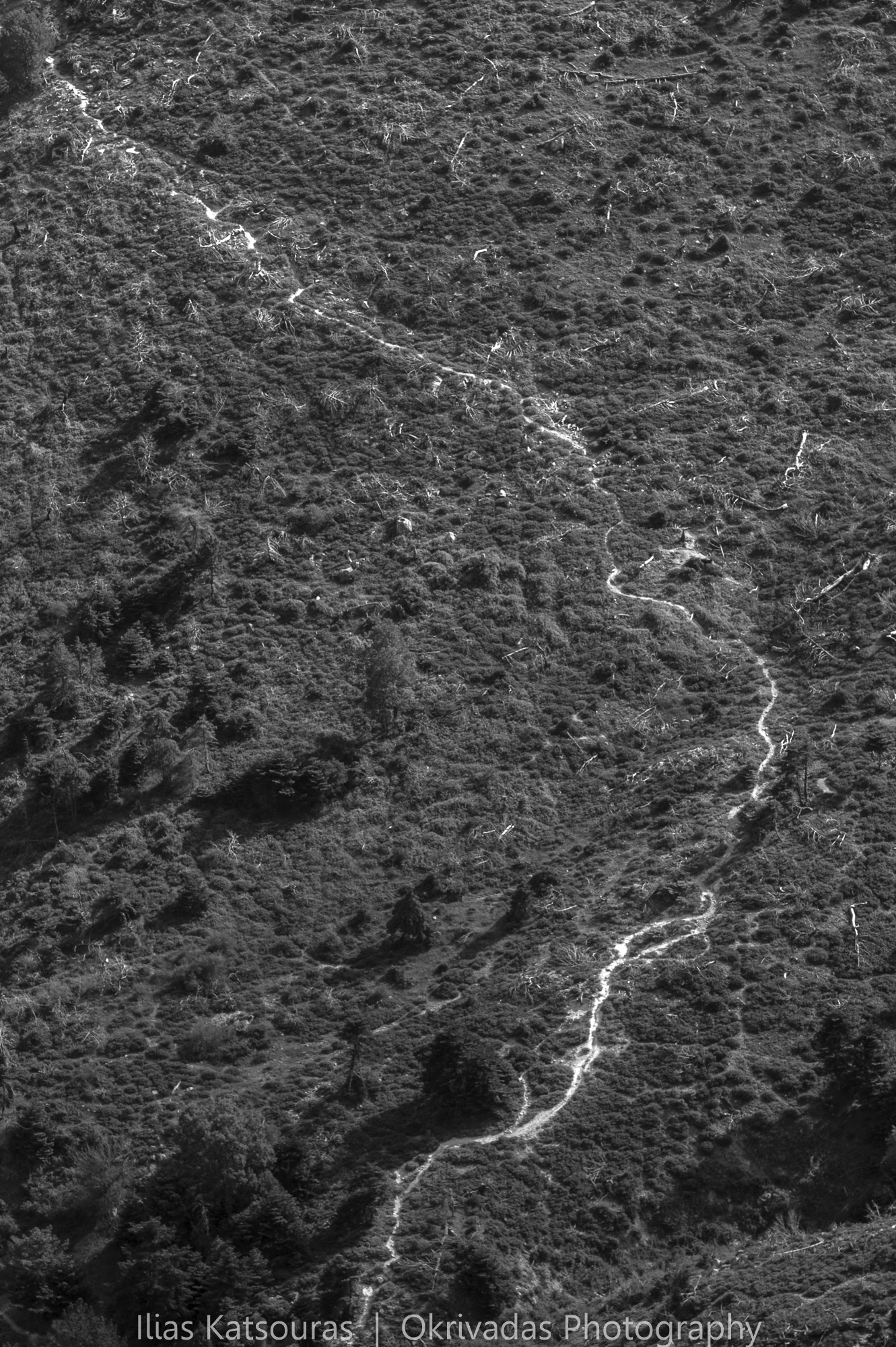 deforestation, parnitha, forest, trees, attiki, αττική, εκχέρσωση, πάρνηθα, δάσος, δέντρα
