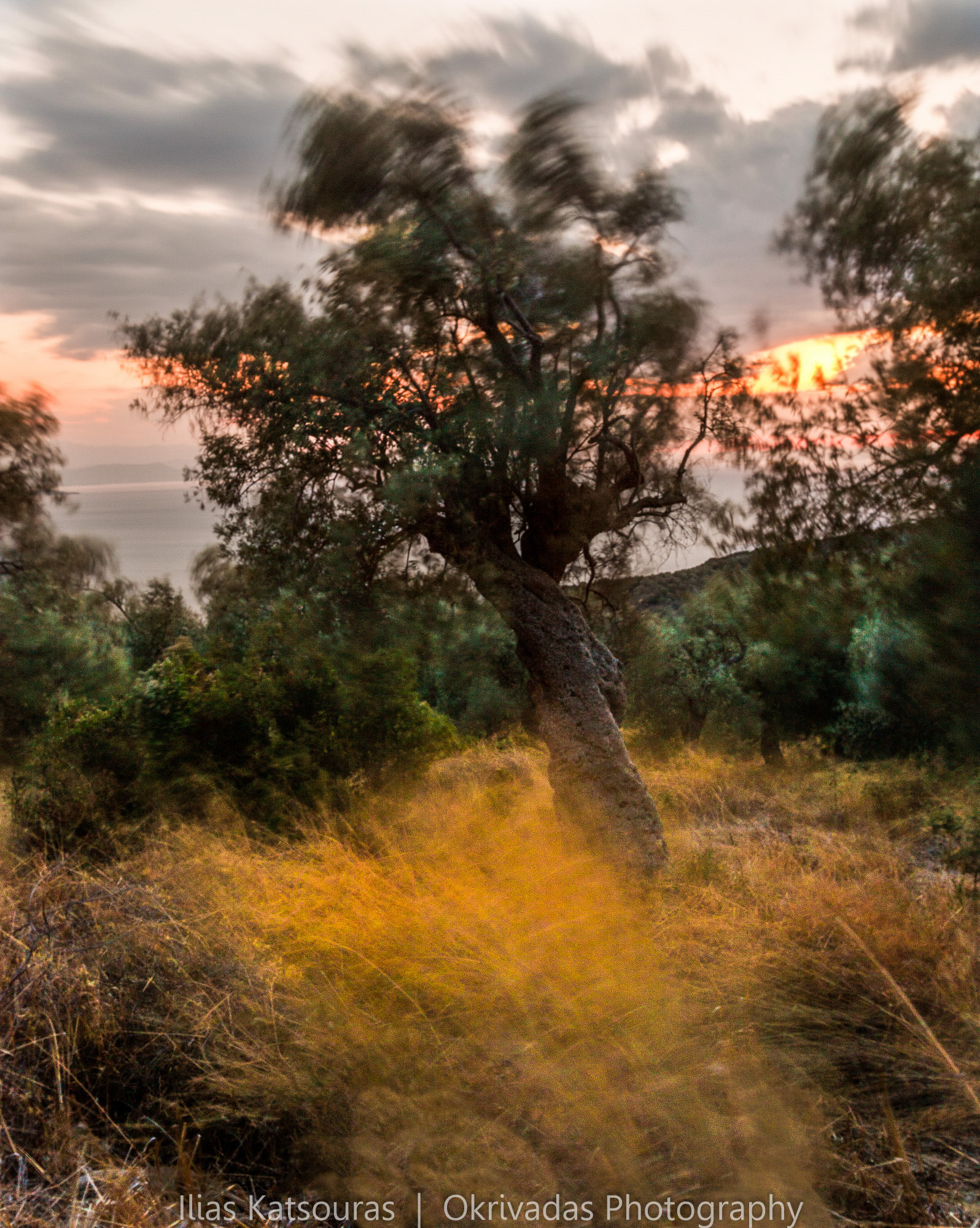 pelio movement olive tree long exposure μεγάλη έκθεση ελιά πήλιο