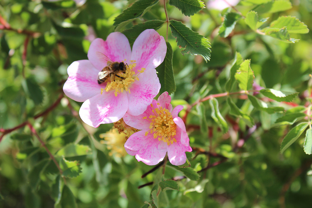 Bee on Pink Flower