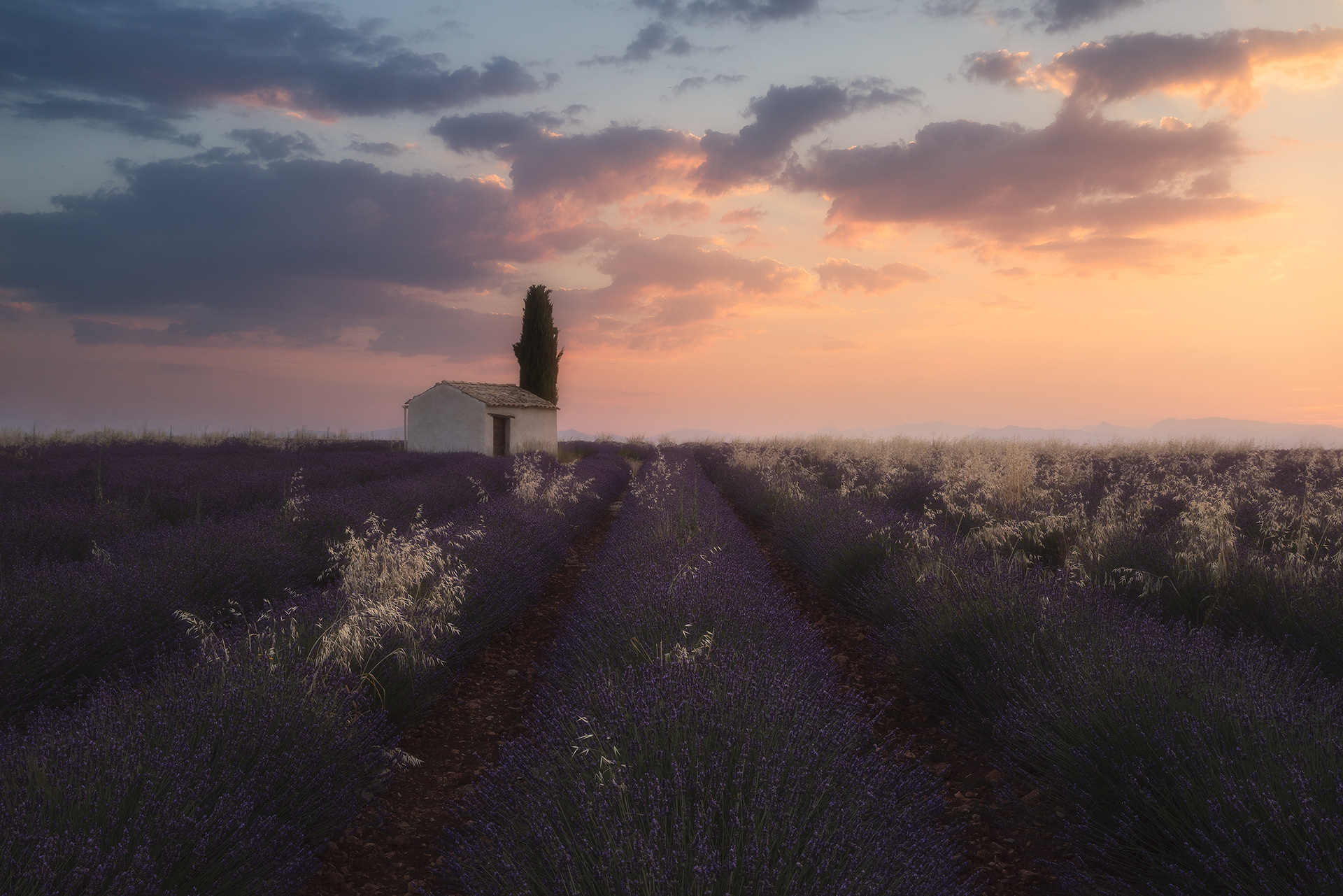 Lever de soleil, un matin dans les champ de lavande, près d'un cabanon et d'un cyprès. Couleurs chaudes pastel, odeur de lavande, bourdonnement des abeilles.