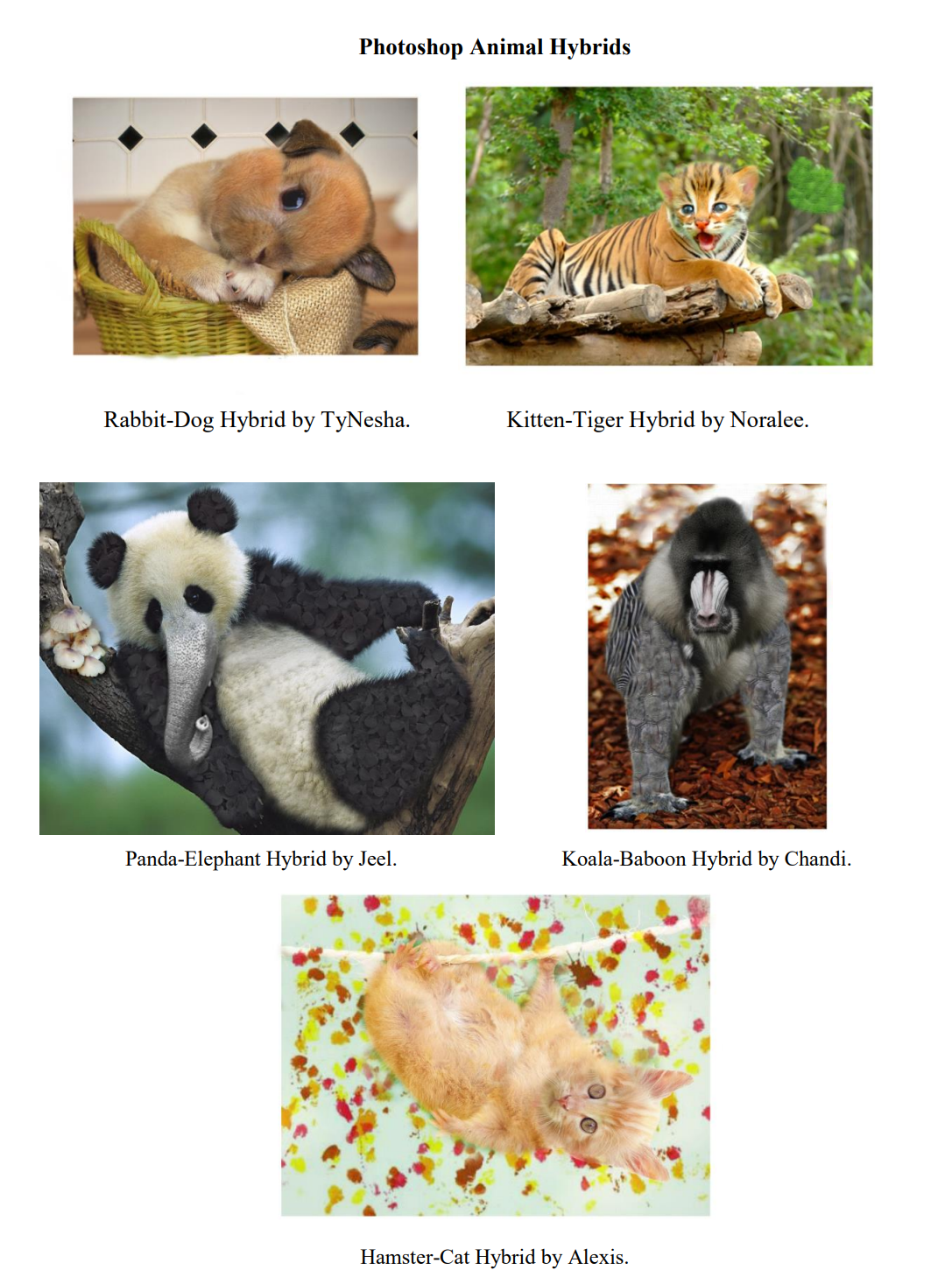 Art 1 - Animal Twists: Photoshop Animal Hybrids