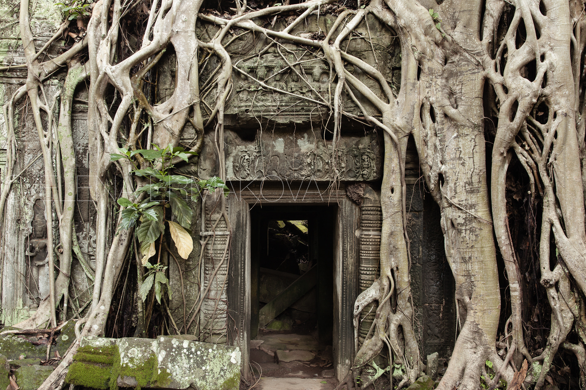 Roots cover the ruin walls of Ta Prohm Temple, Angkor Historical Park, UNESCO World Heritage, Cambodia. Travel Photography by Elena Ermakova.