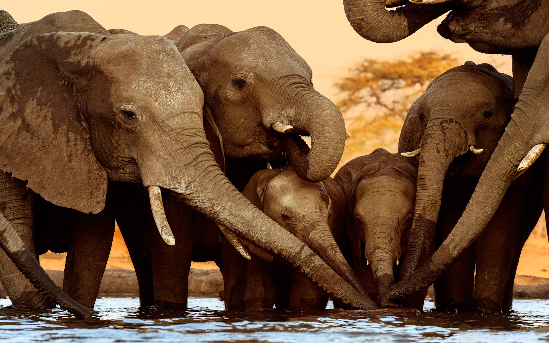 Senyati Safari Camp, Botswana