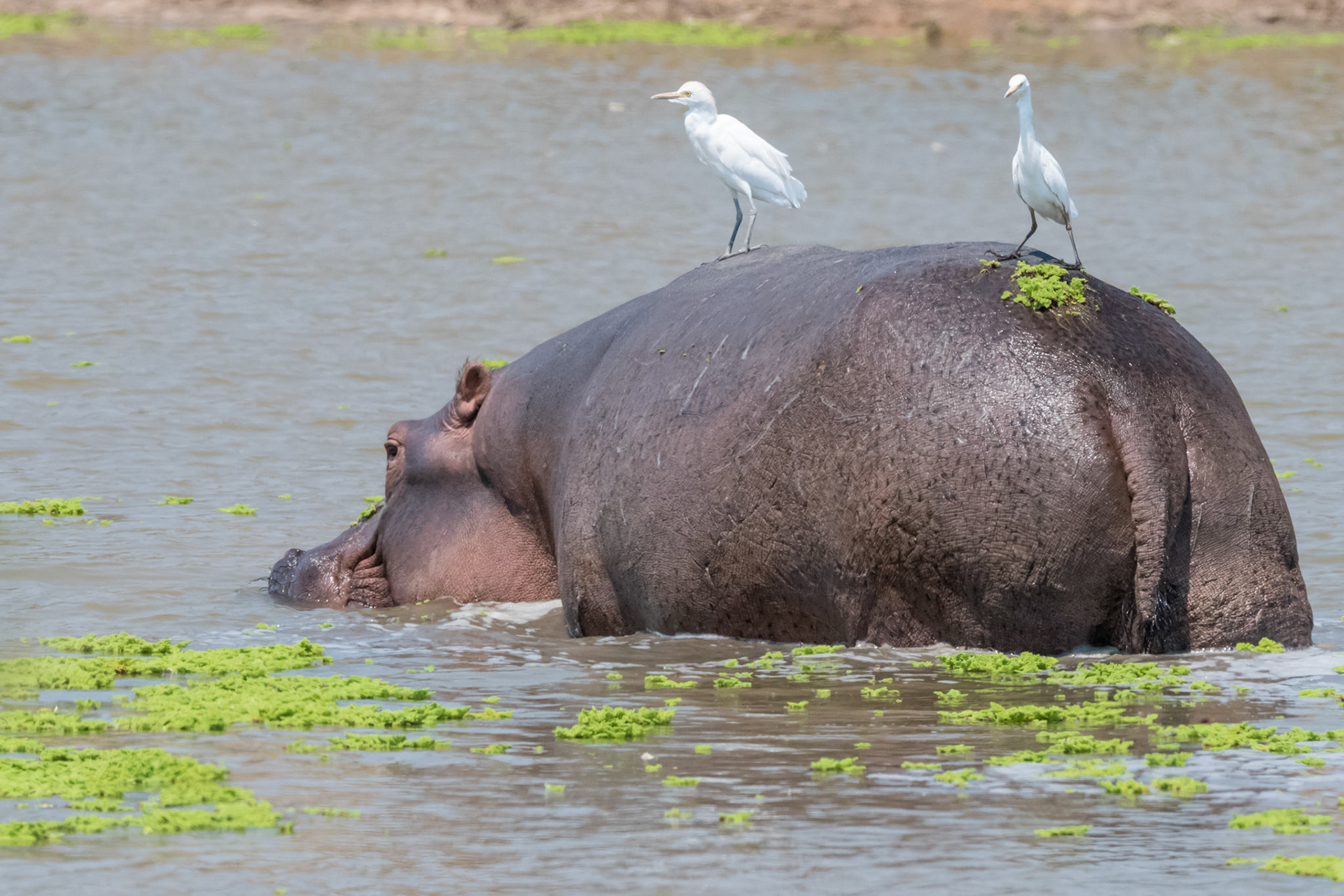 Mana Pools, Zimbabwe