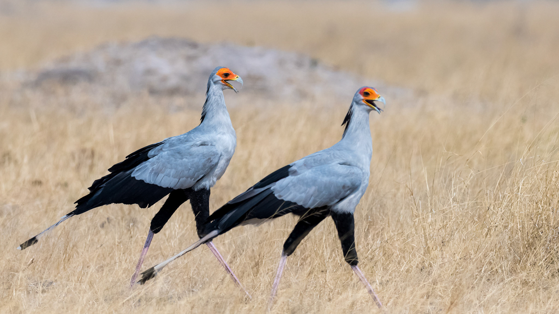 HwangeNP, Zimbabwe