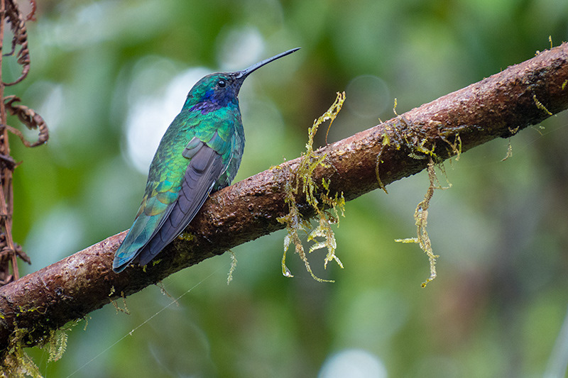 Sparkling Violetear (Colibri coruscans)