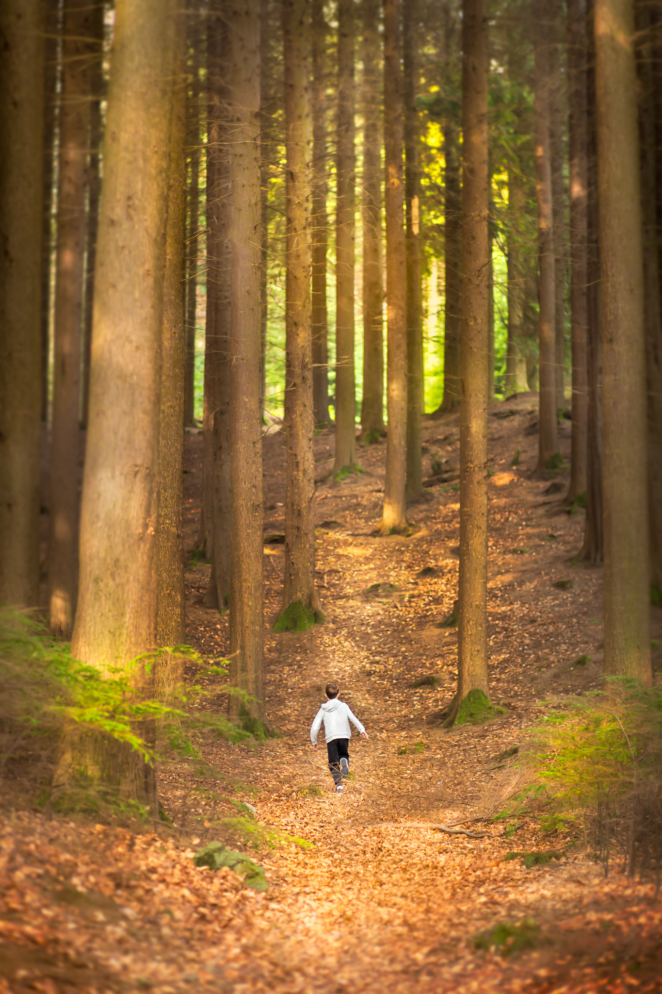 The silent paths paved of gold