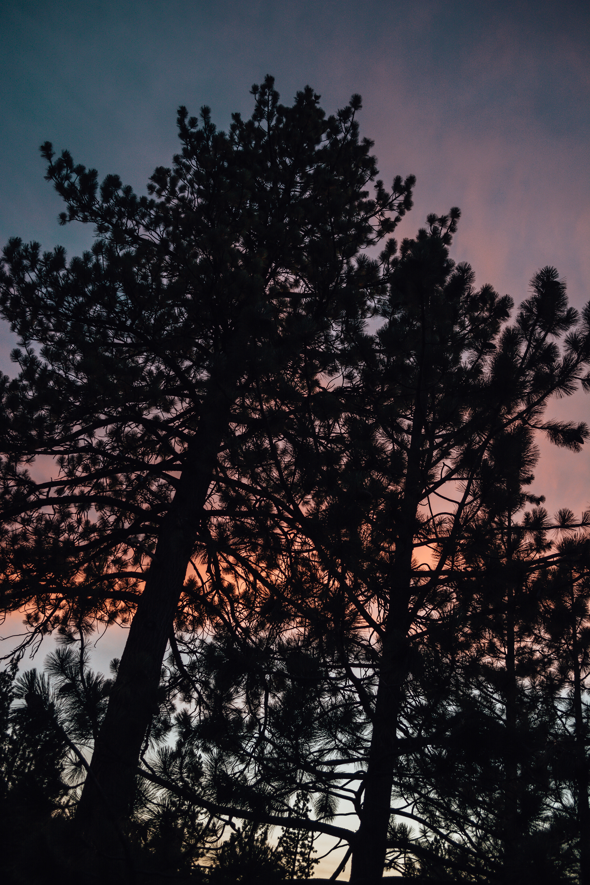 Pastel Silhouette Tree