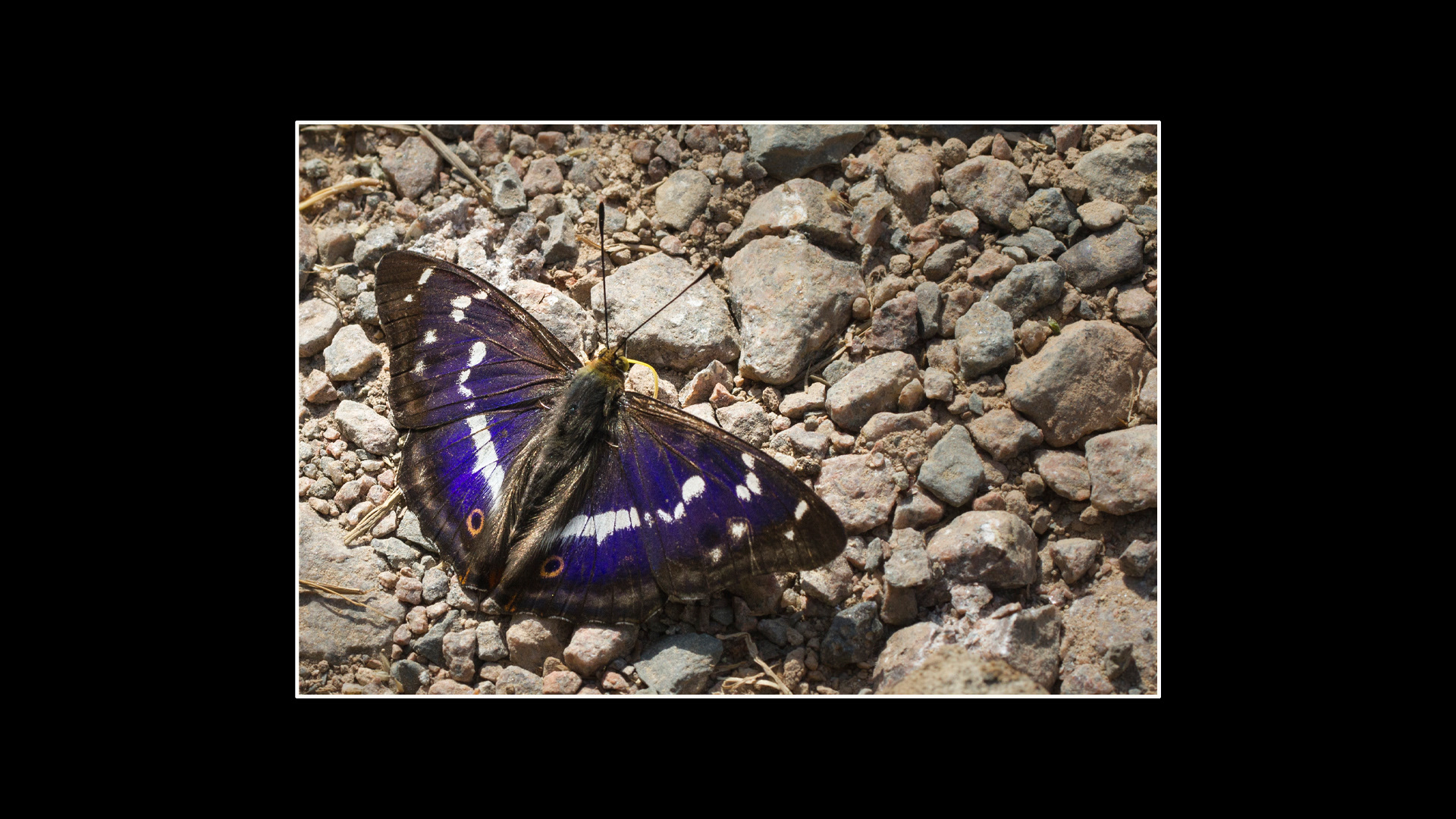 Purple Emperor