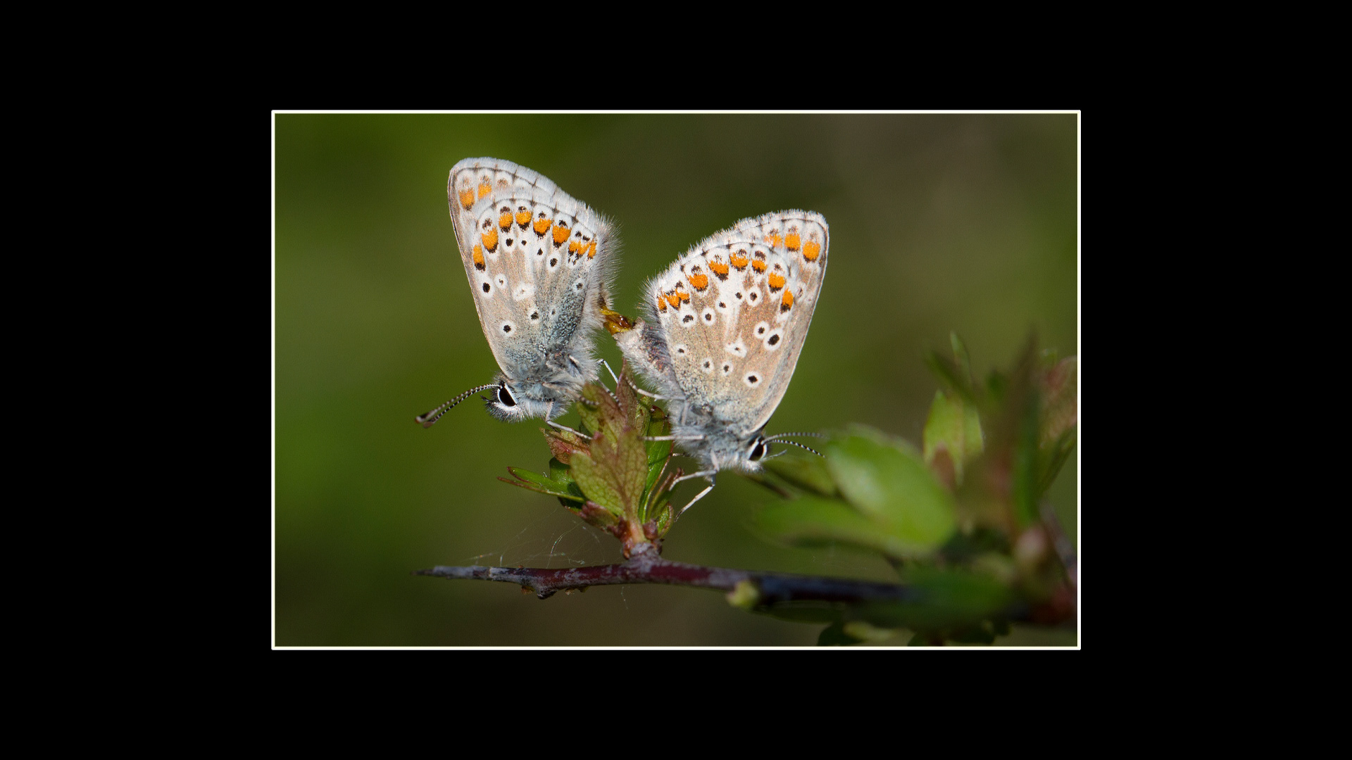 Common Blue