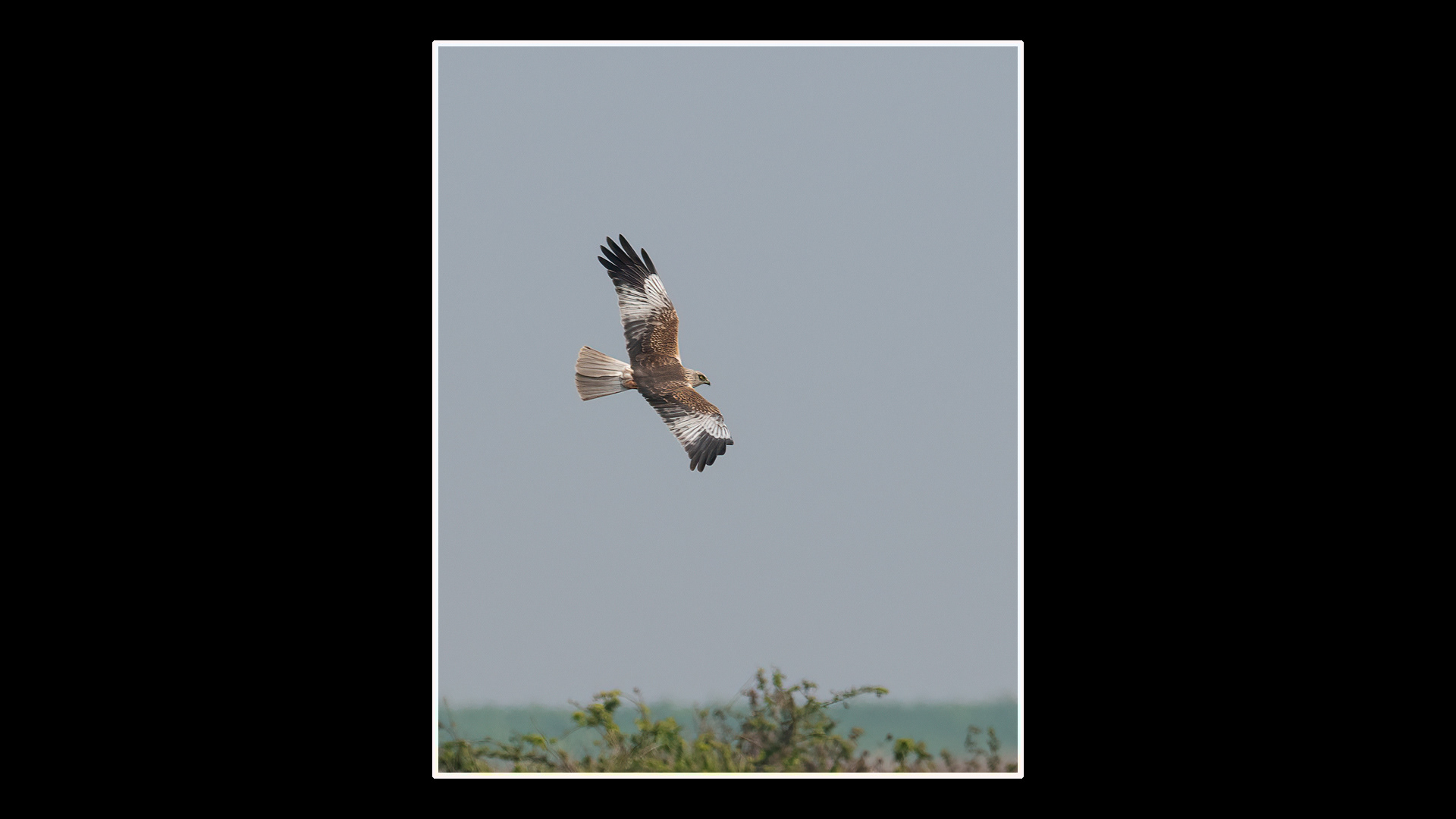 Marsh Harrier