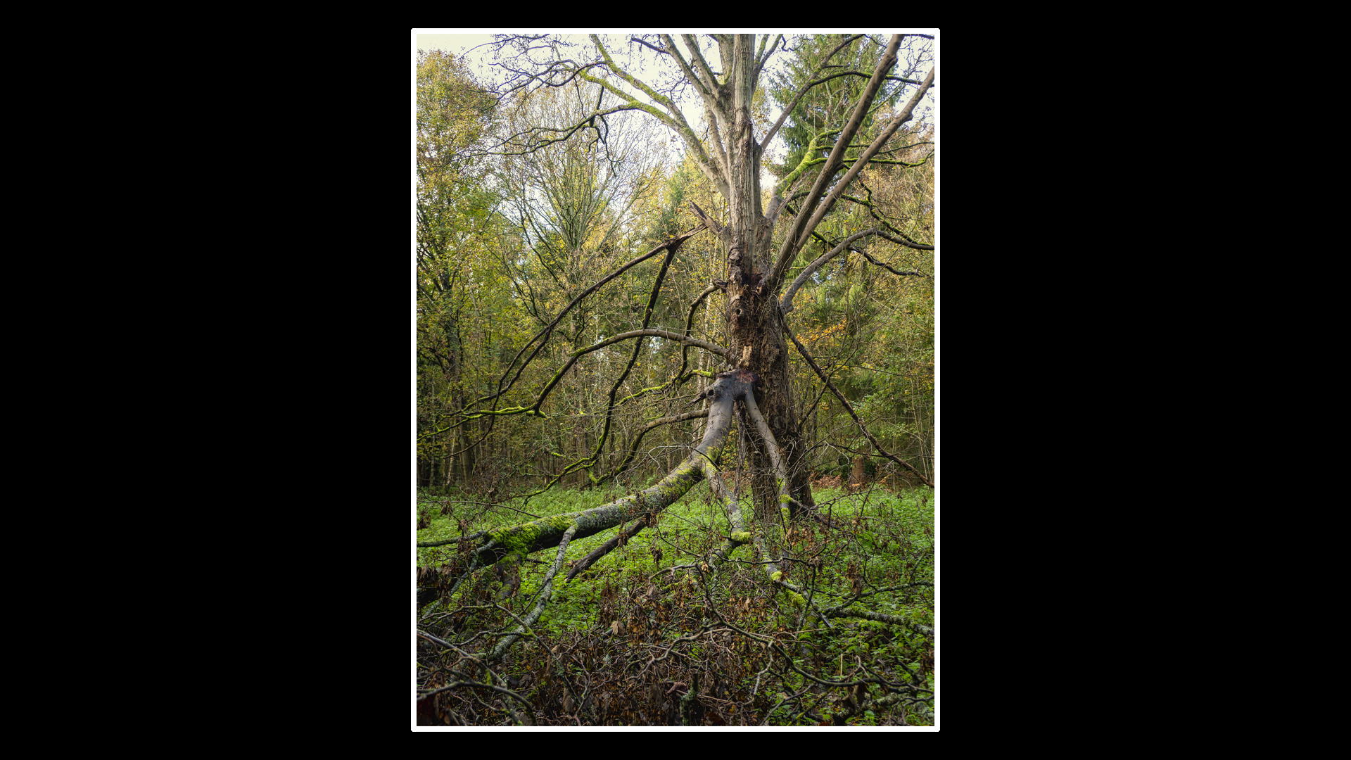 Sandringham