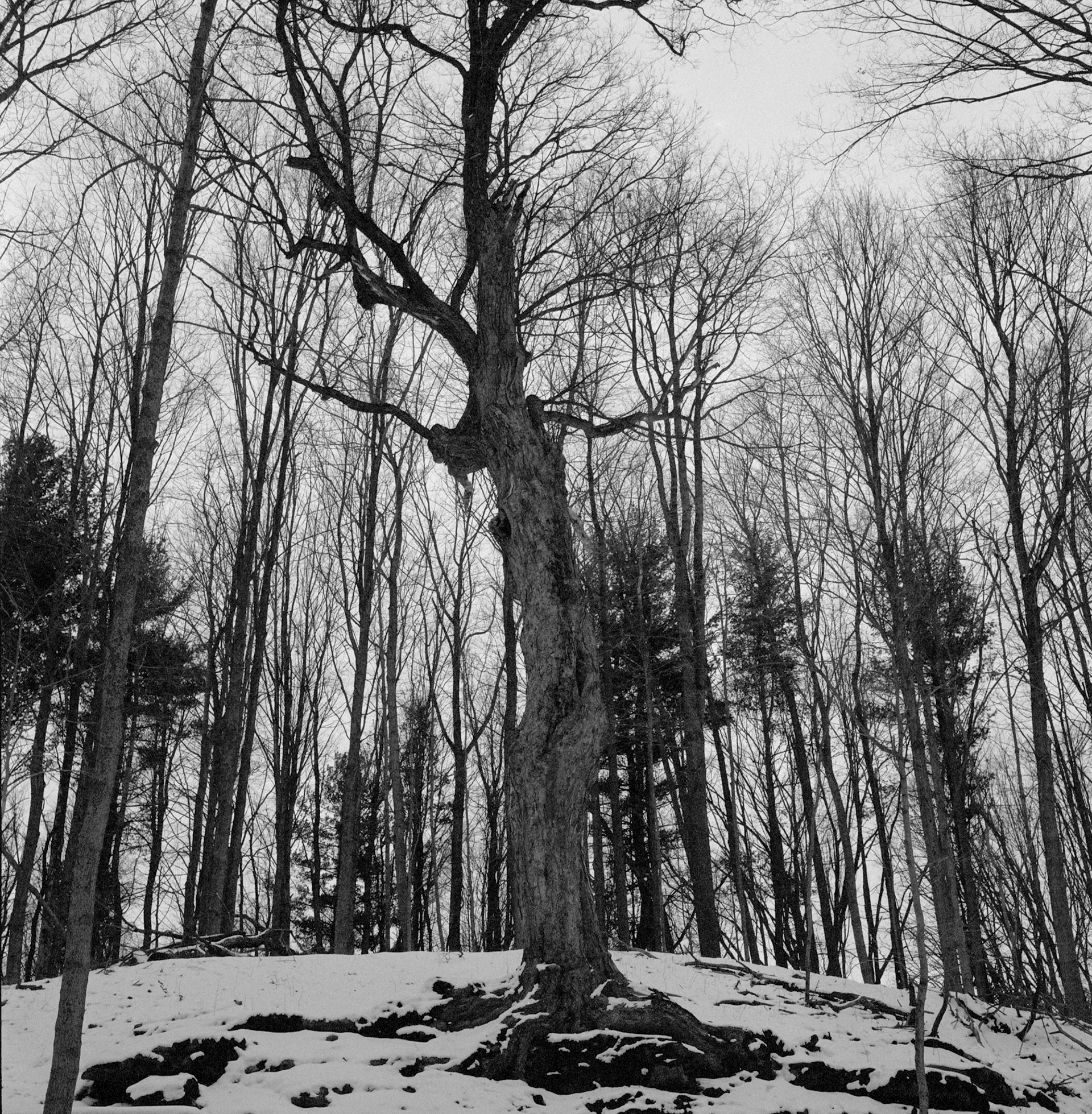 Bare trees in winter