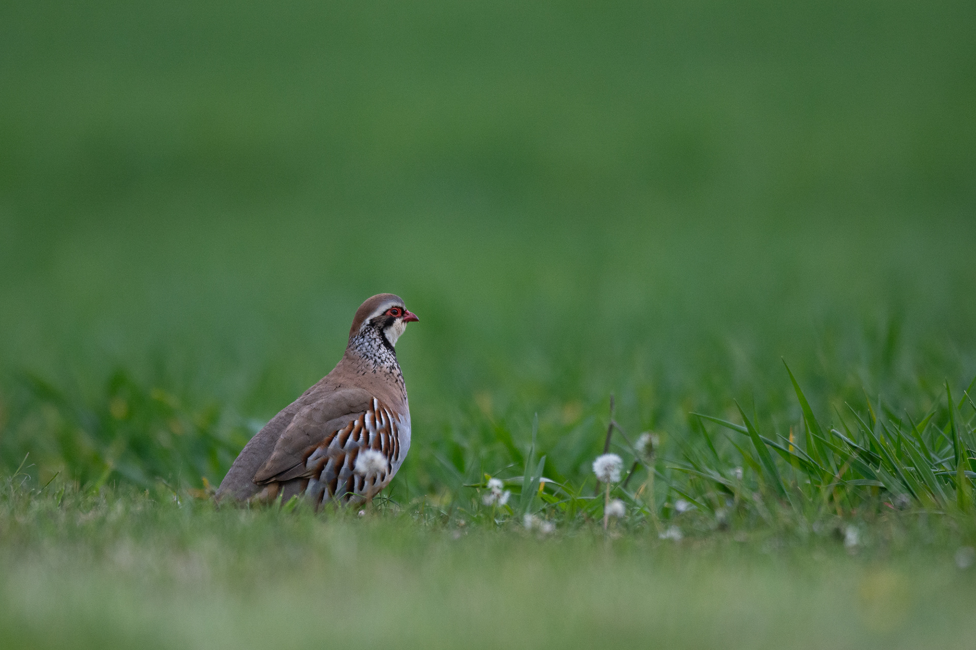 119/365 Red legged partridge.