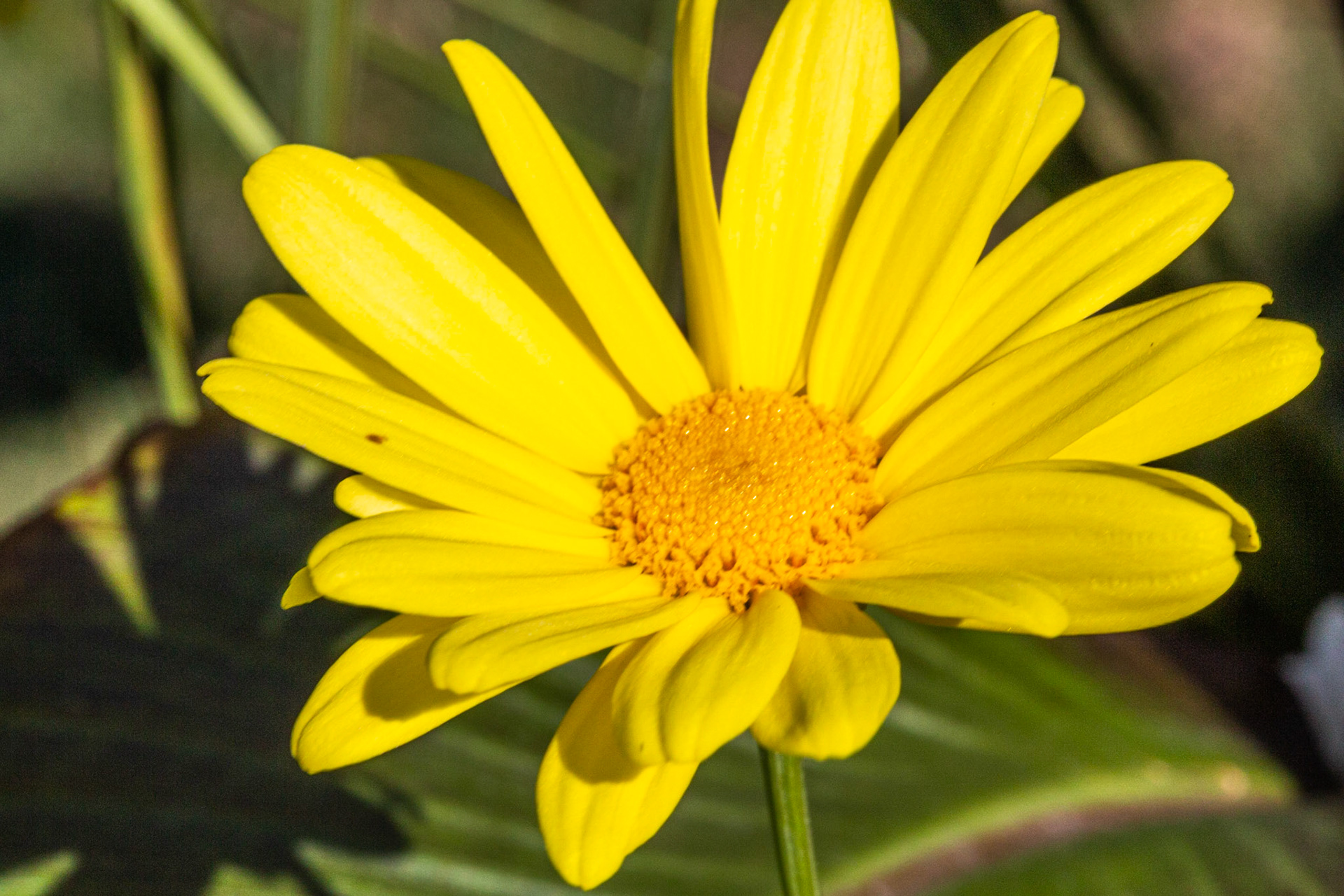 Marguerite beauté jaune