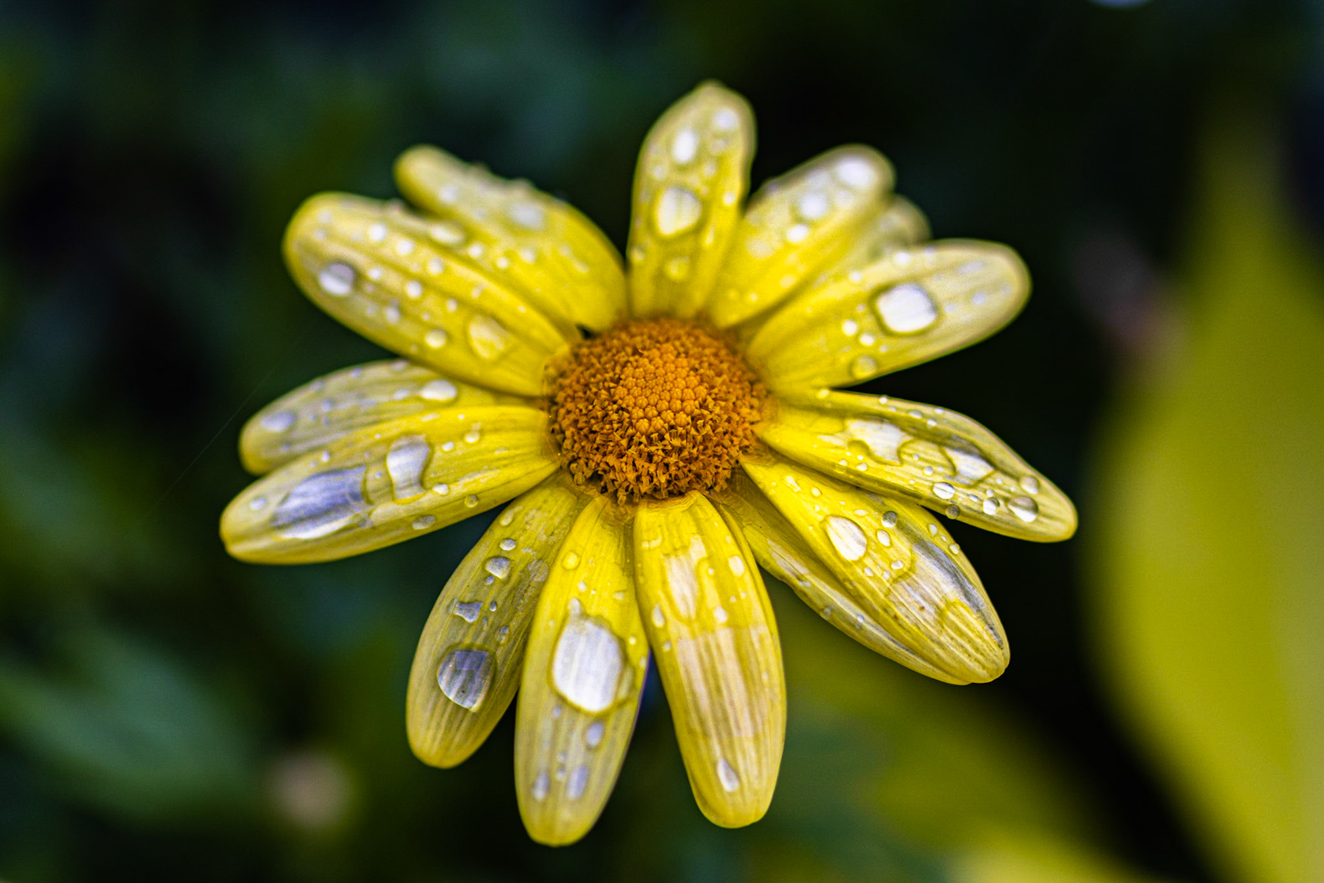 Marguerite jaune(Yellow daisy)