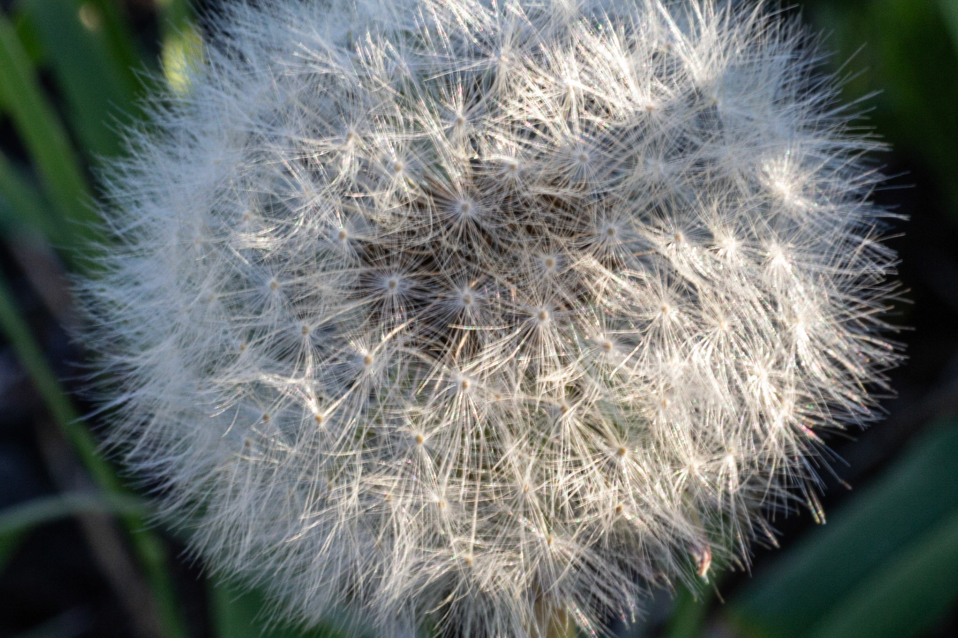 Pissenlit (Dandelion)