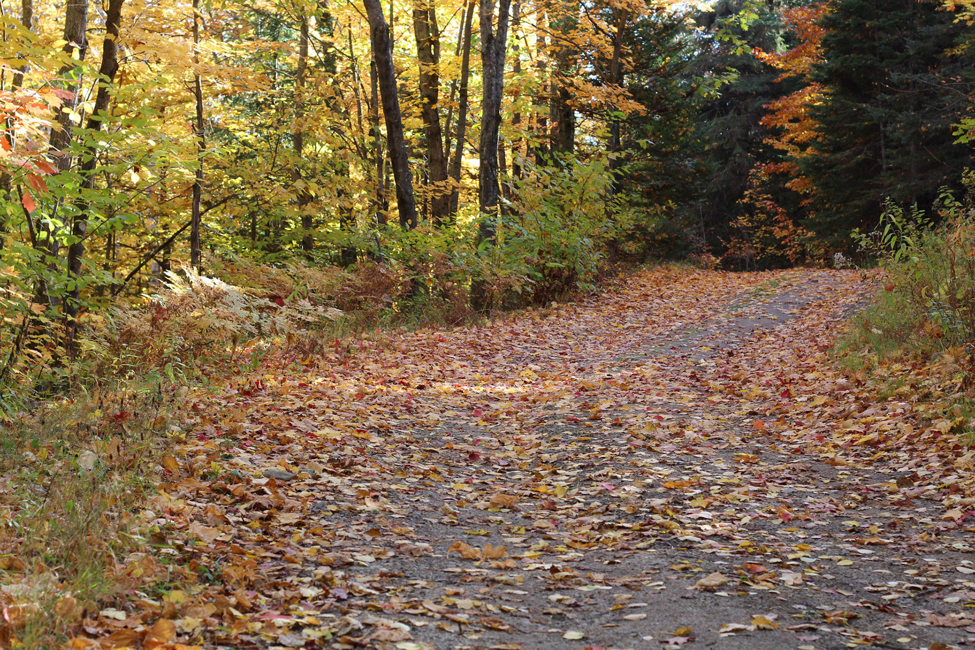 Automne 2016
