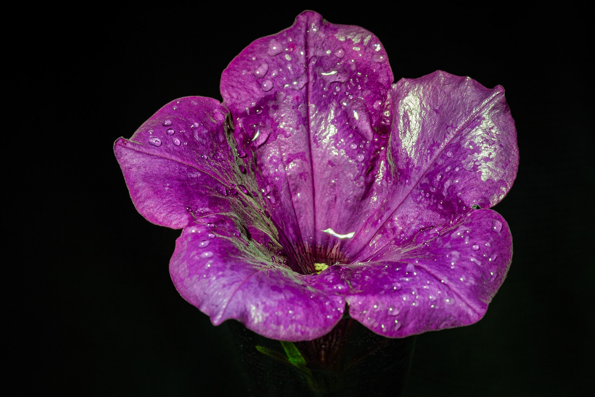 Petunia Velour Royal