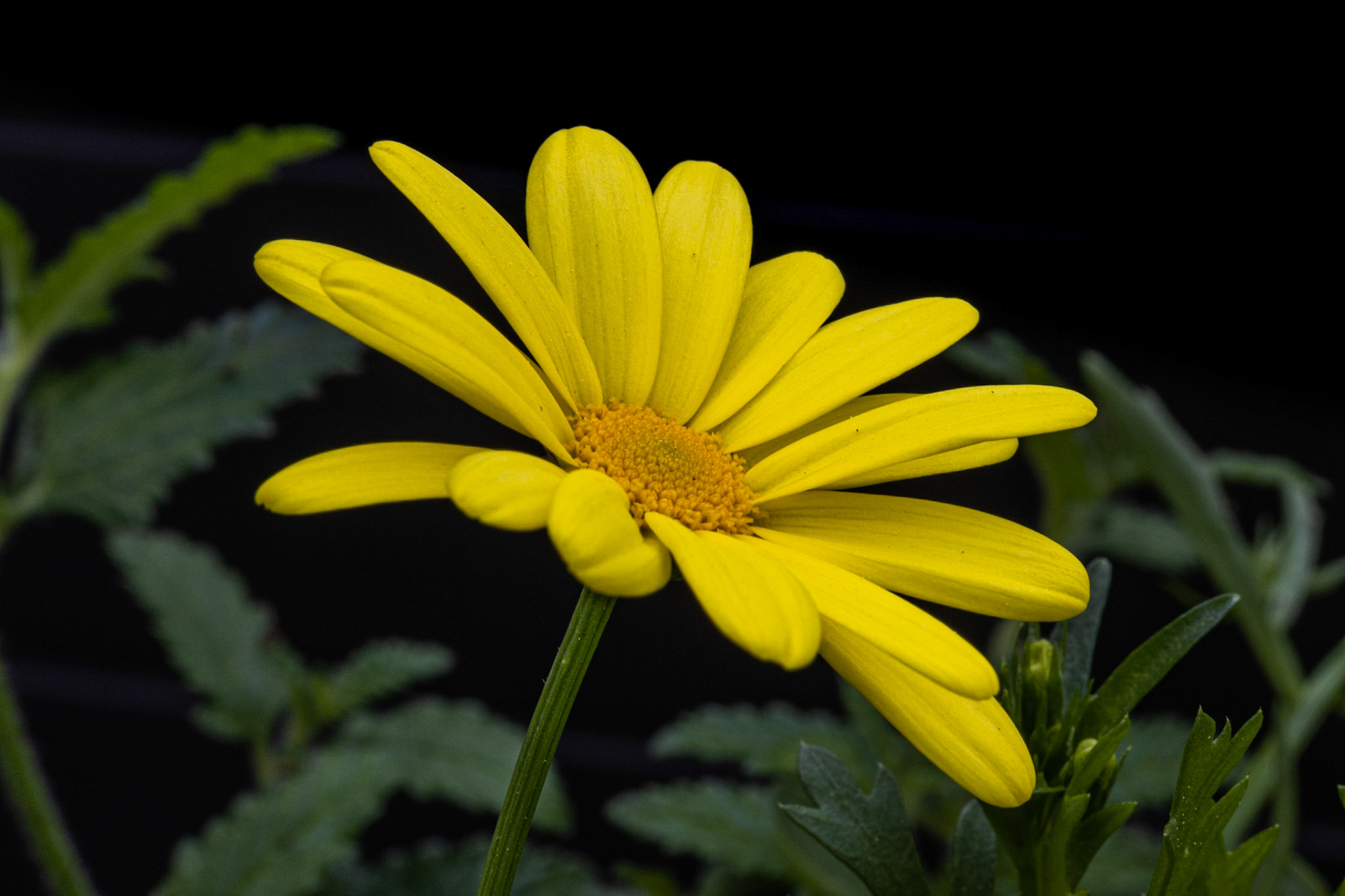 Marguerite jaune(Yellow daisy)