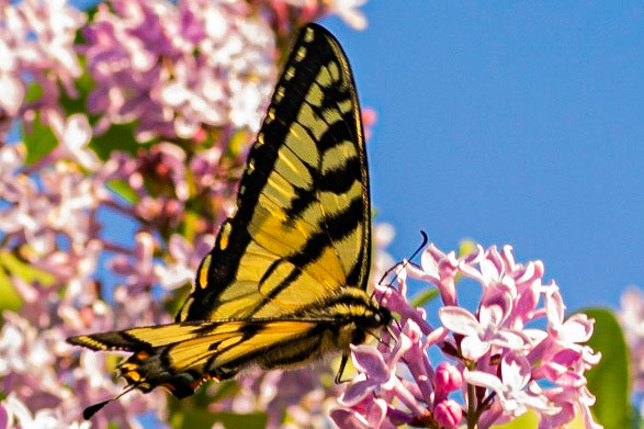 Papillon Tigré du Canada