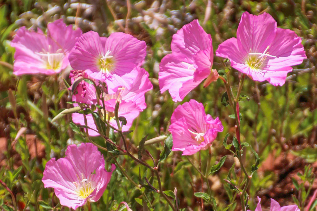 Clarkia amoena