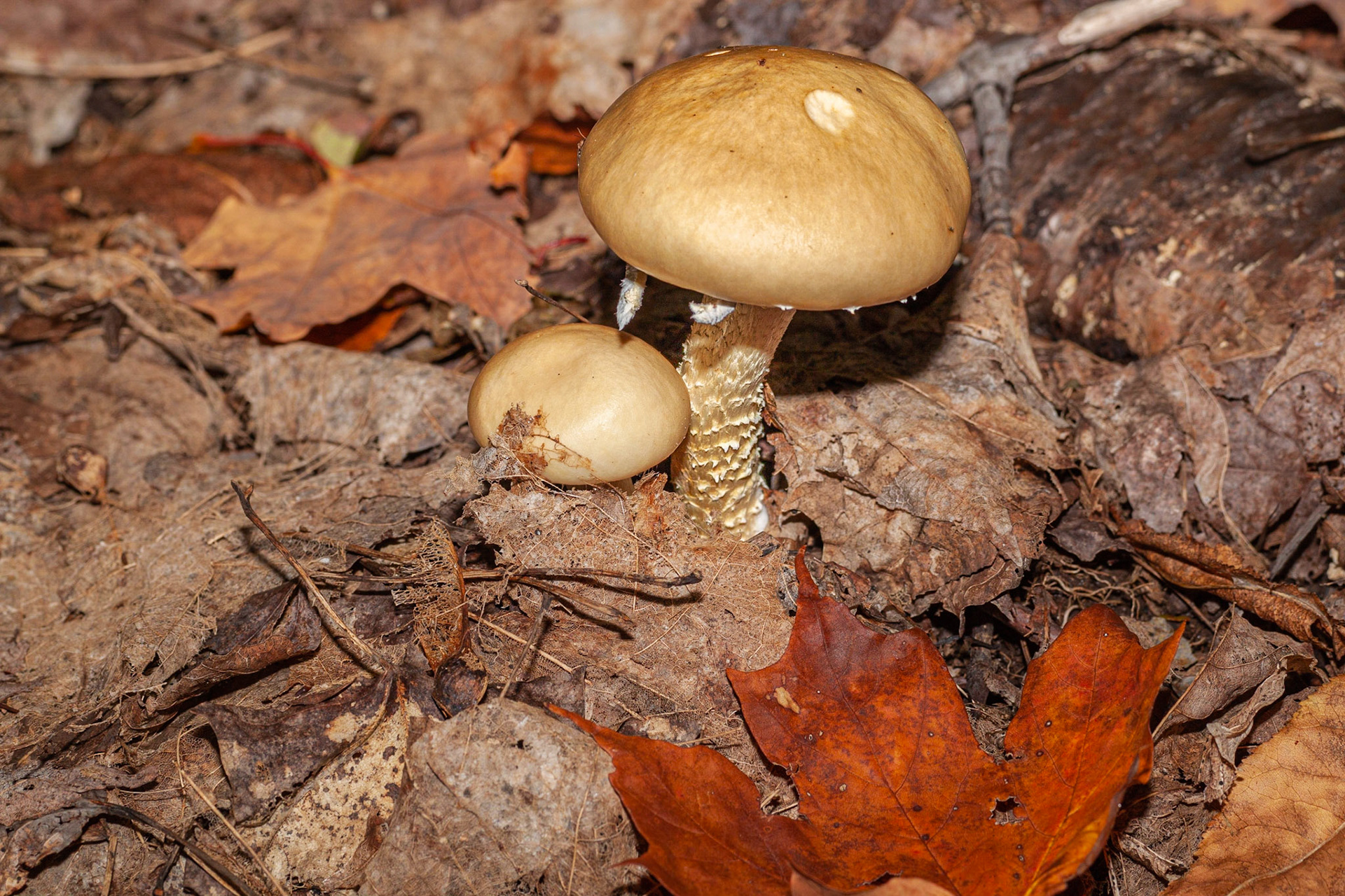 Agaric auguste
