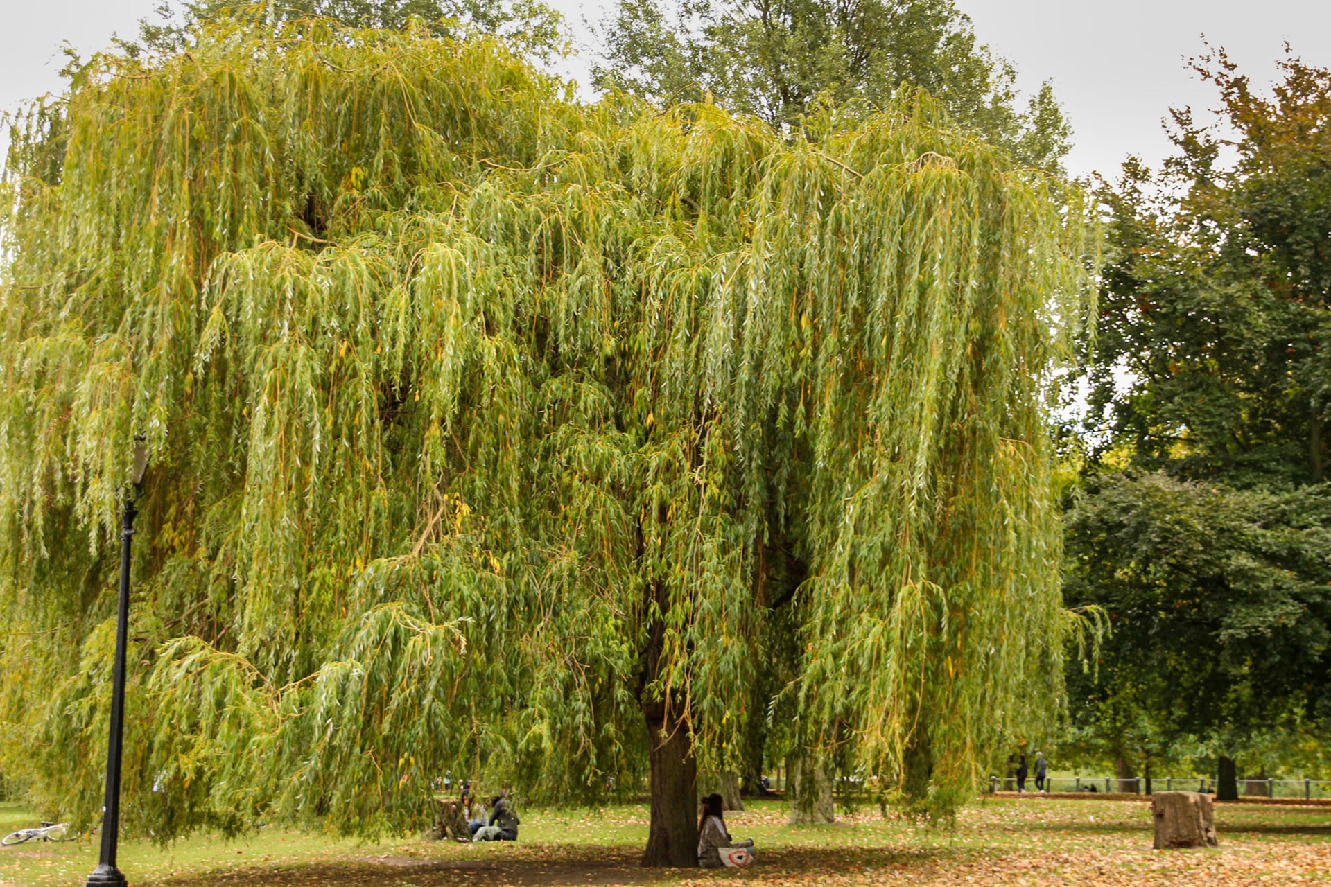 Hyde Park