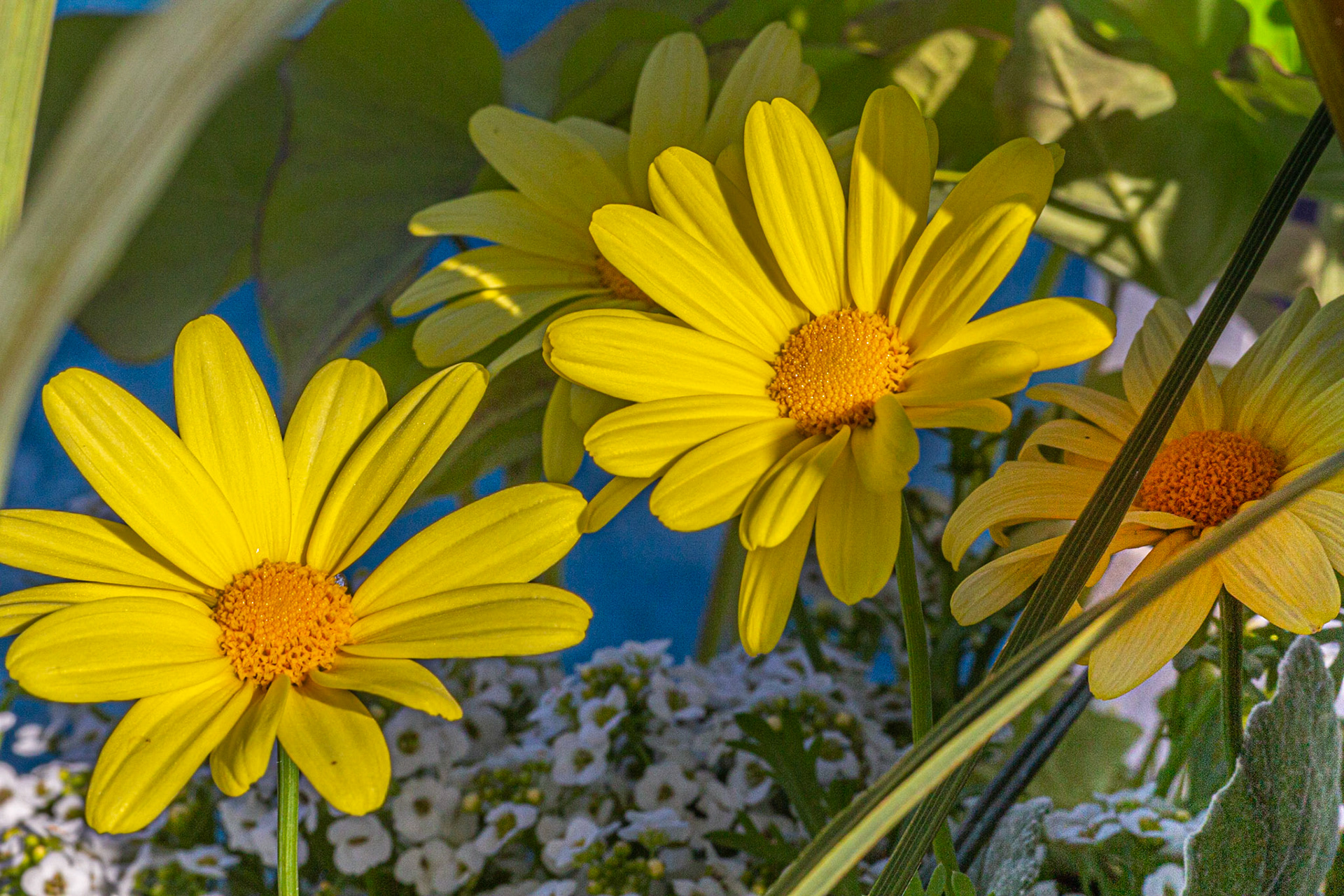 Marguerite beauté jaune